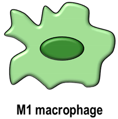 Antioxidants 11 00464 i001 Antioxidants 11 00464 i001