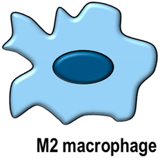 Antioxidants 11 00464 i002 Antioxidants 11 00464 i002