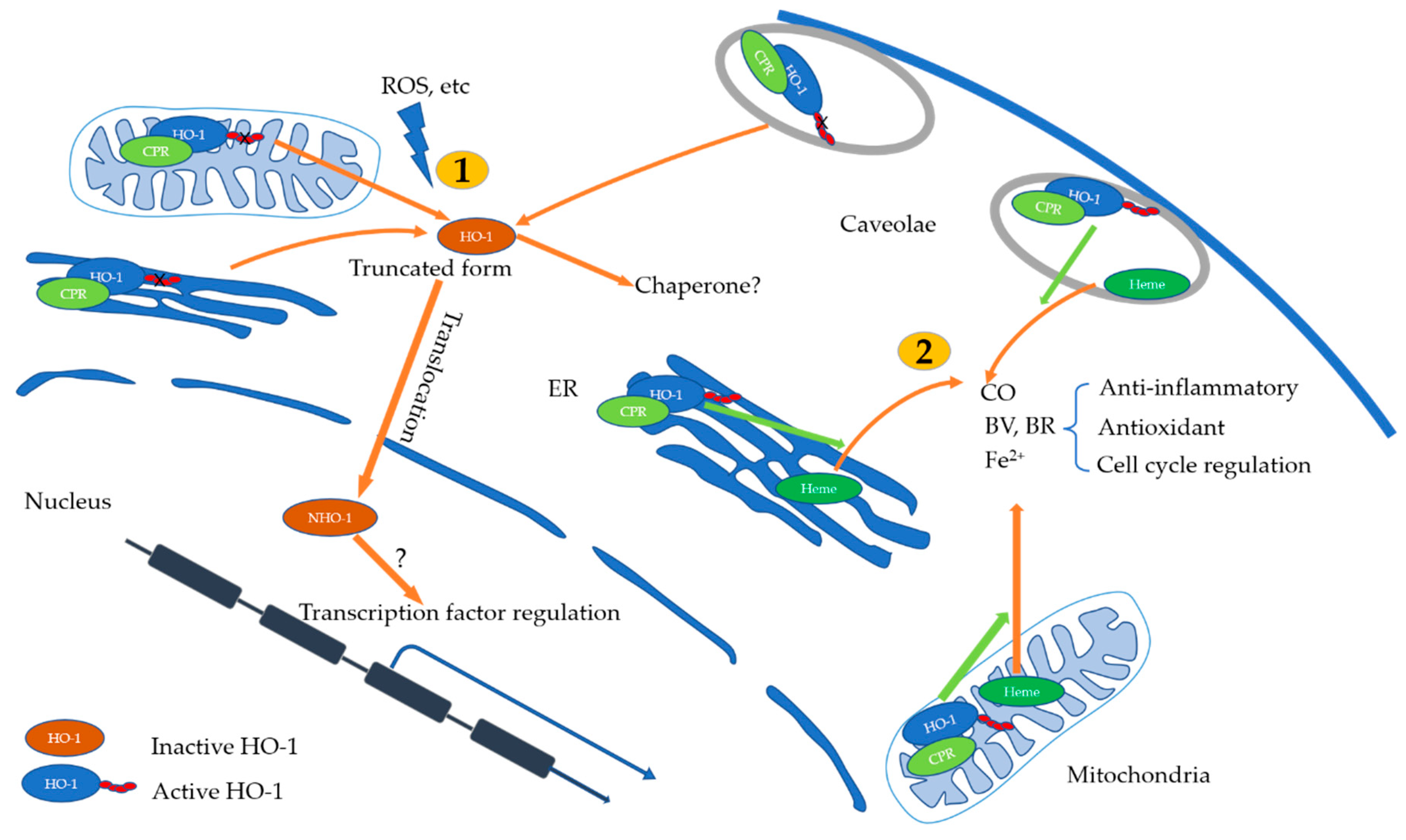 Antioxidants 11 00465 g002