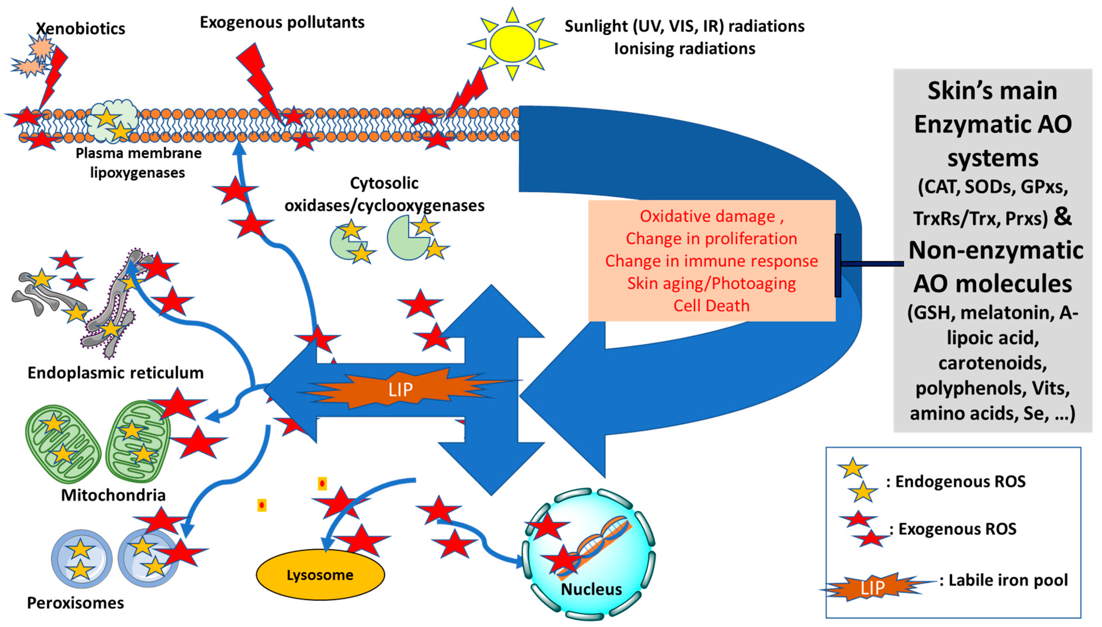 Antioxidants 11 00471 g001