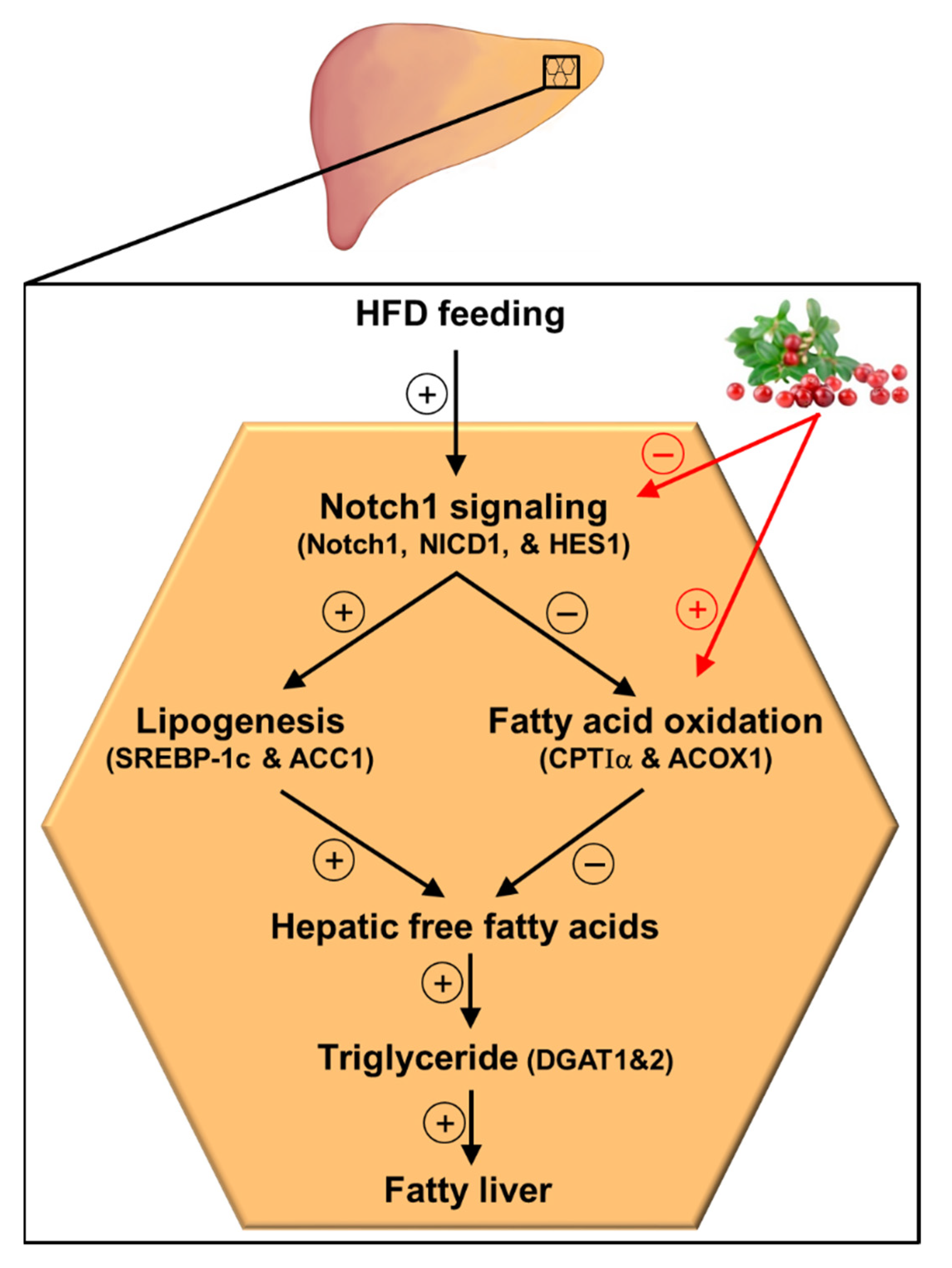 Antioxidants 11 00472 g006