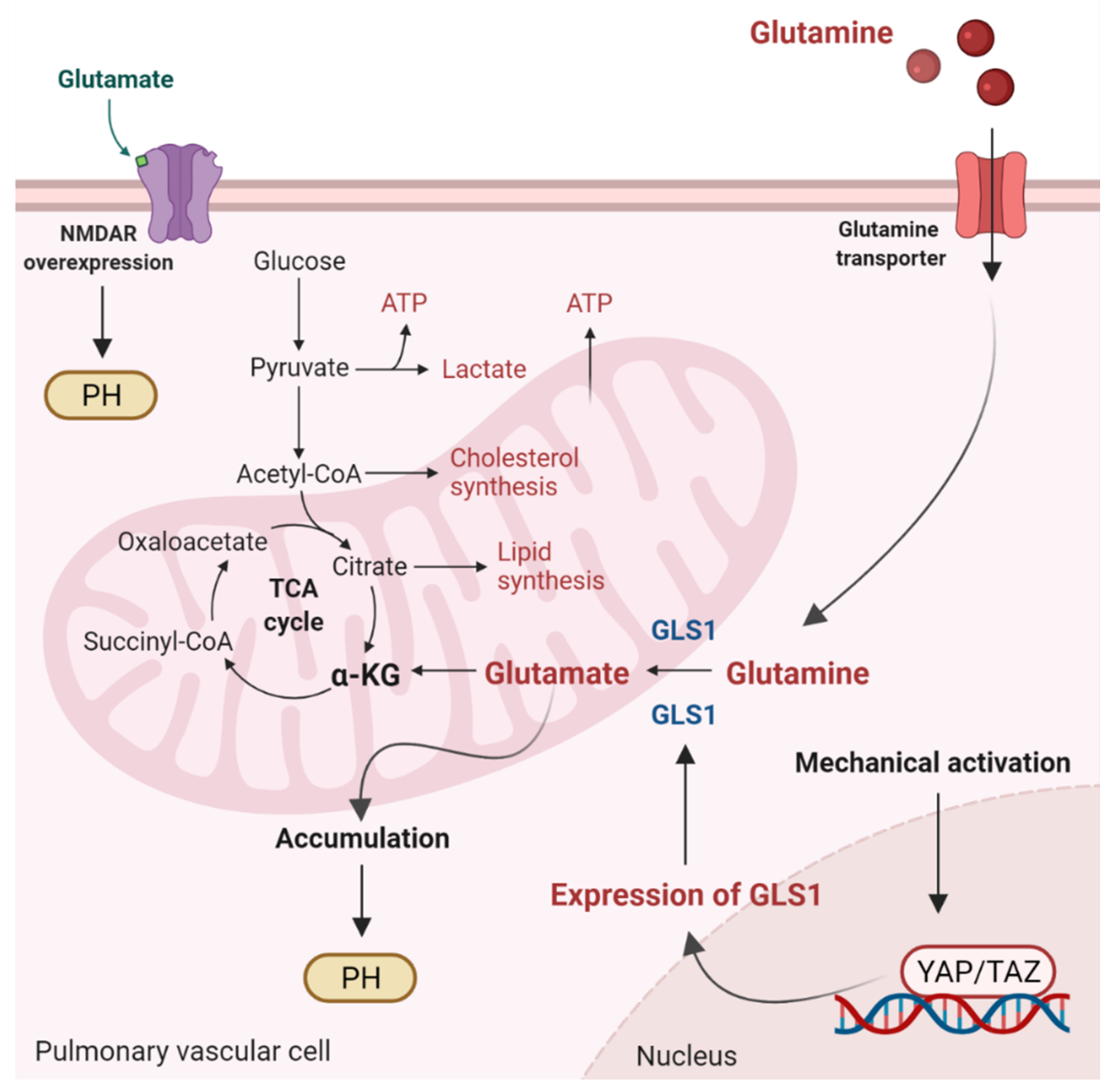 Antioxidants 11 00473 g002 Antioxidants 11 00473 g002