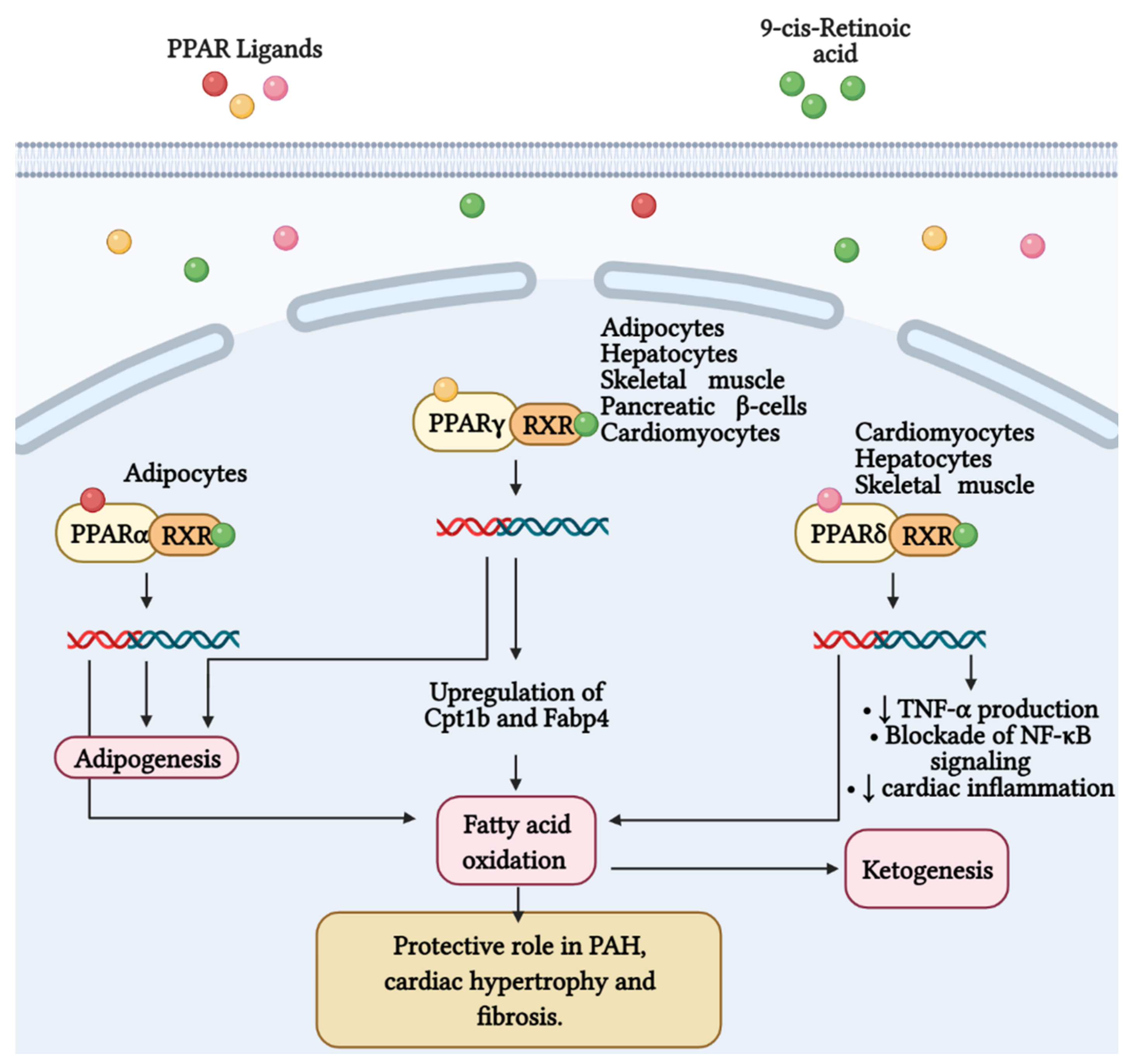 Antioxidants 11 00473 g003 Antioxidants 11 00473 g003