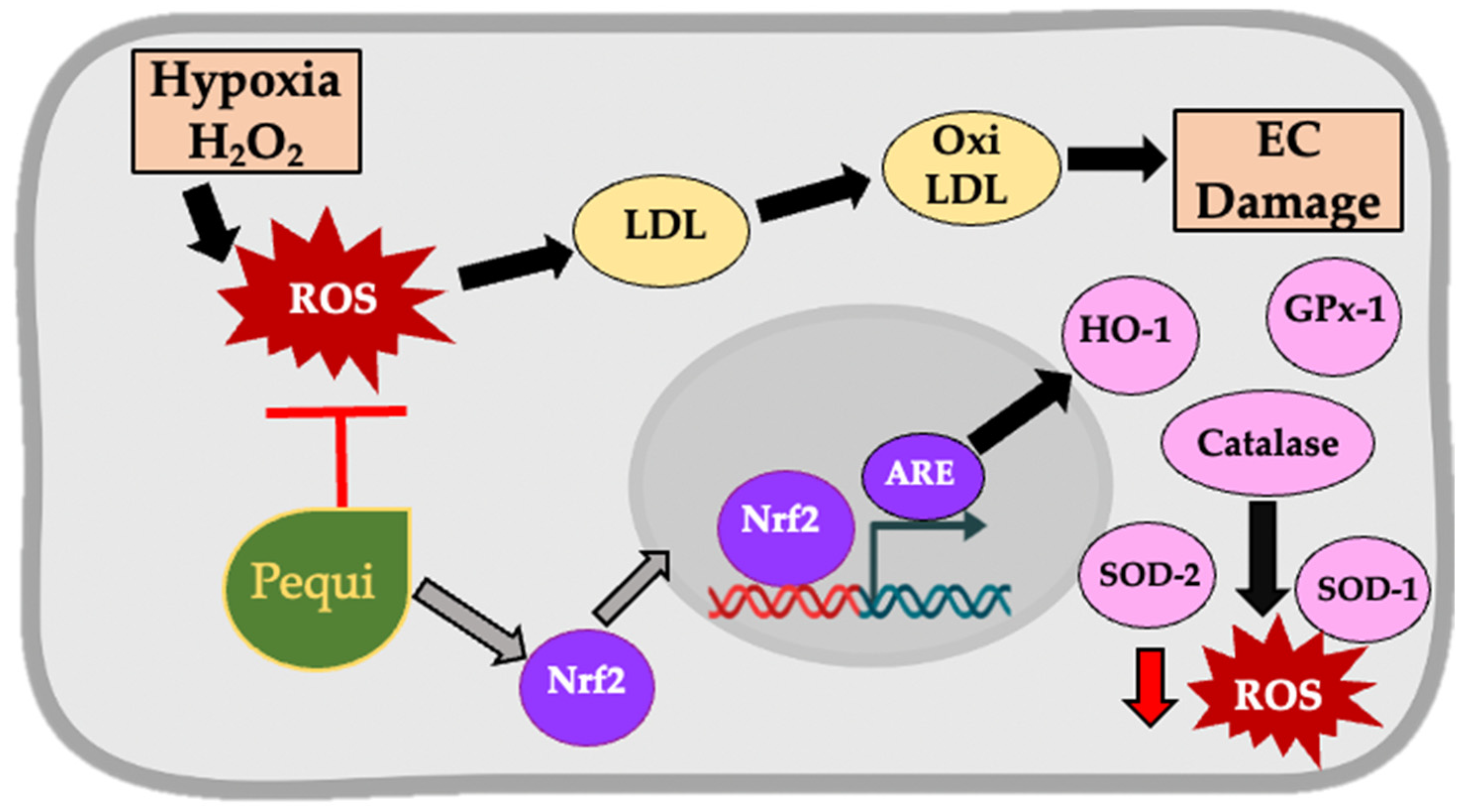 Antioxidants 11 00474 g007