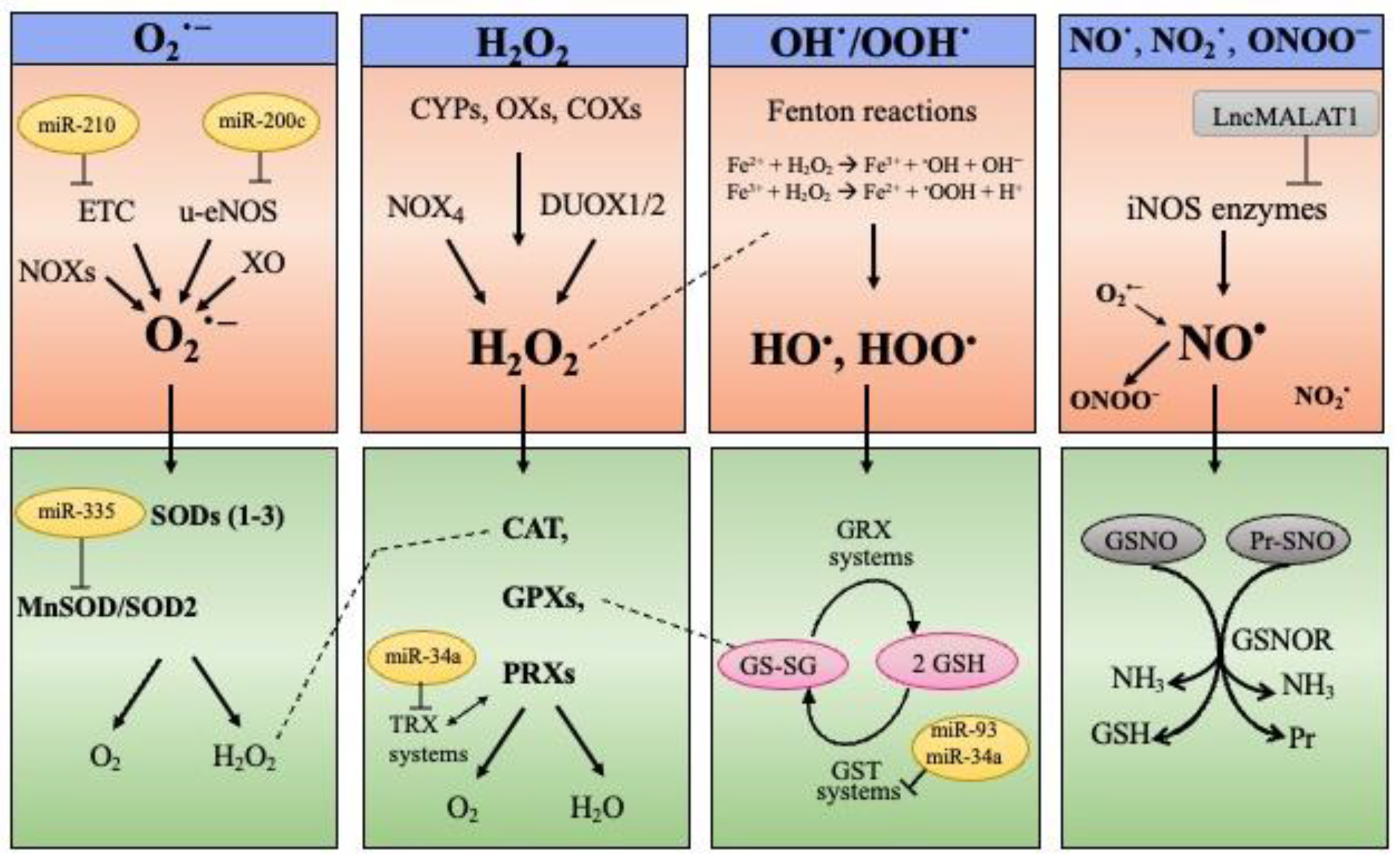 Antioxidants 11 00480 g002