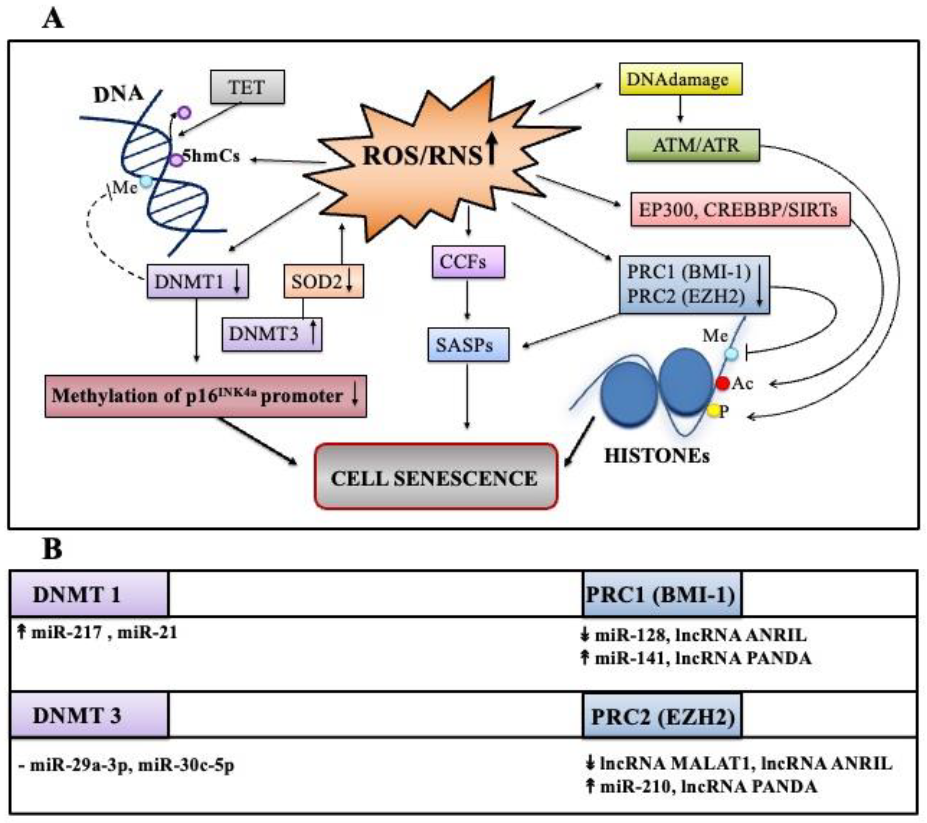 Antioxidants 11 00480 g004