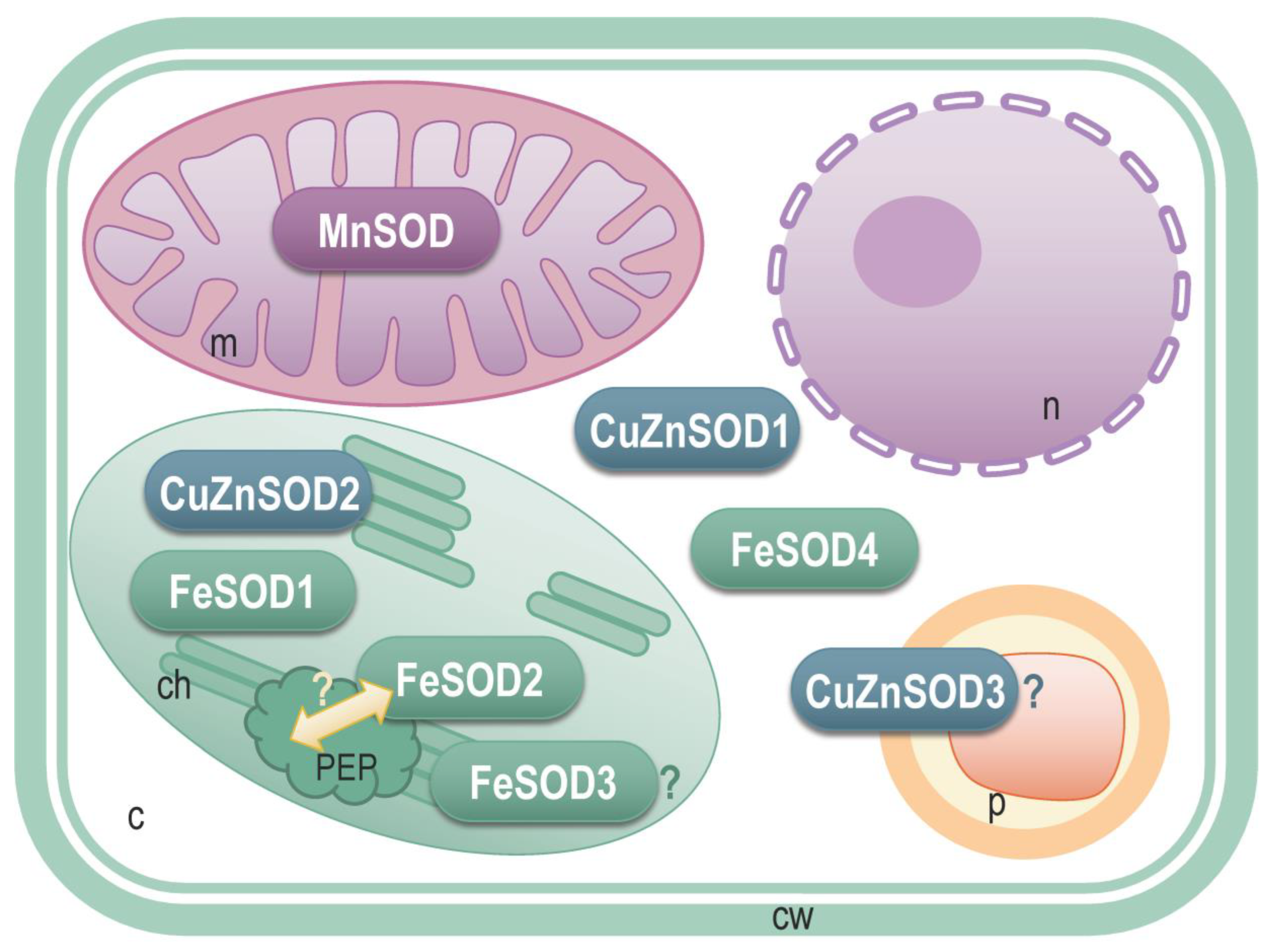 Antioxidants 11 00488 g008