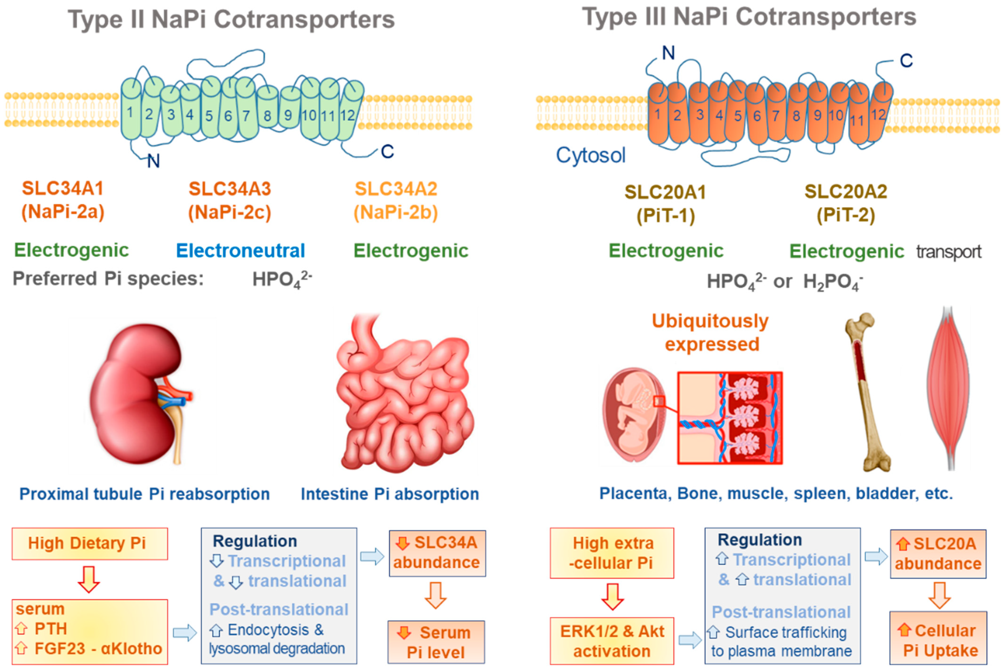 Antioxidants 11 00494 g001 Antioxidants 11 00494 g001