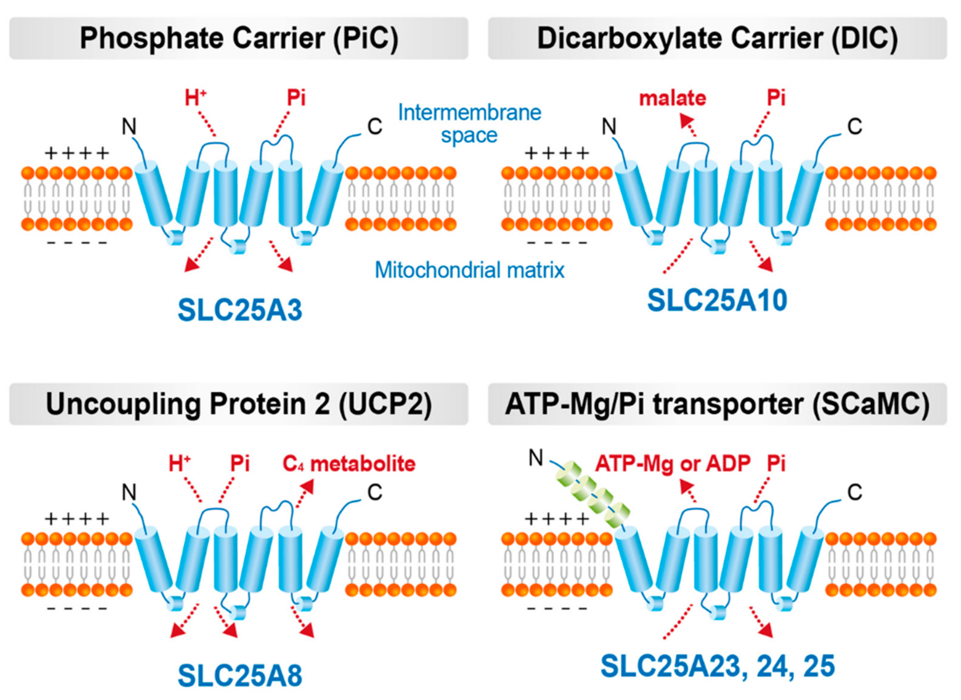 Antioxidants 11 00494 g002 Antioxidants 11 00494 g002
