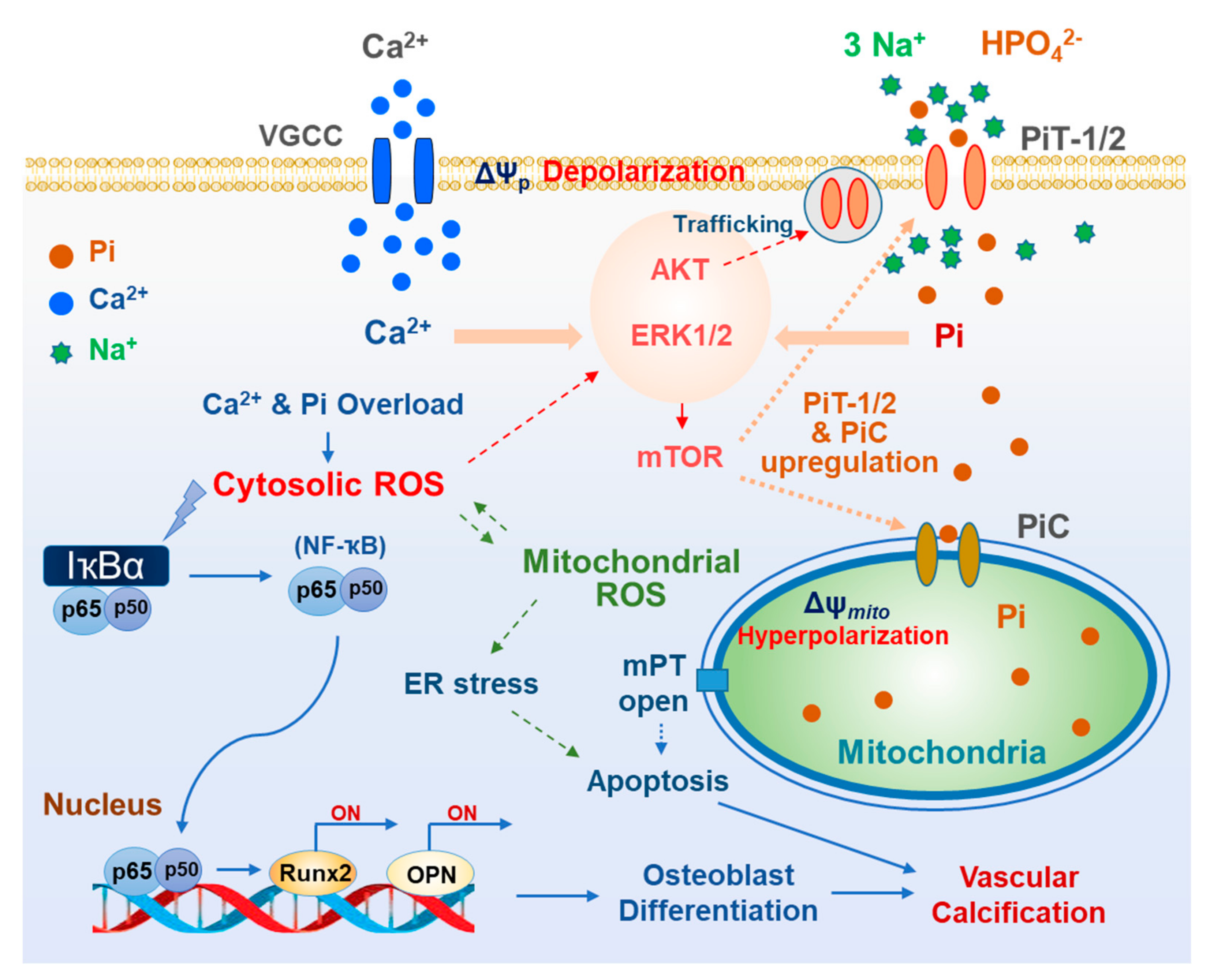 Antioxidants 11 00494 g003 Antioxidants 11 00494 g003