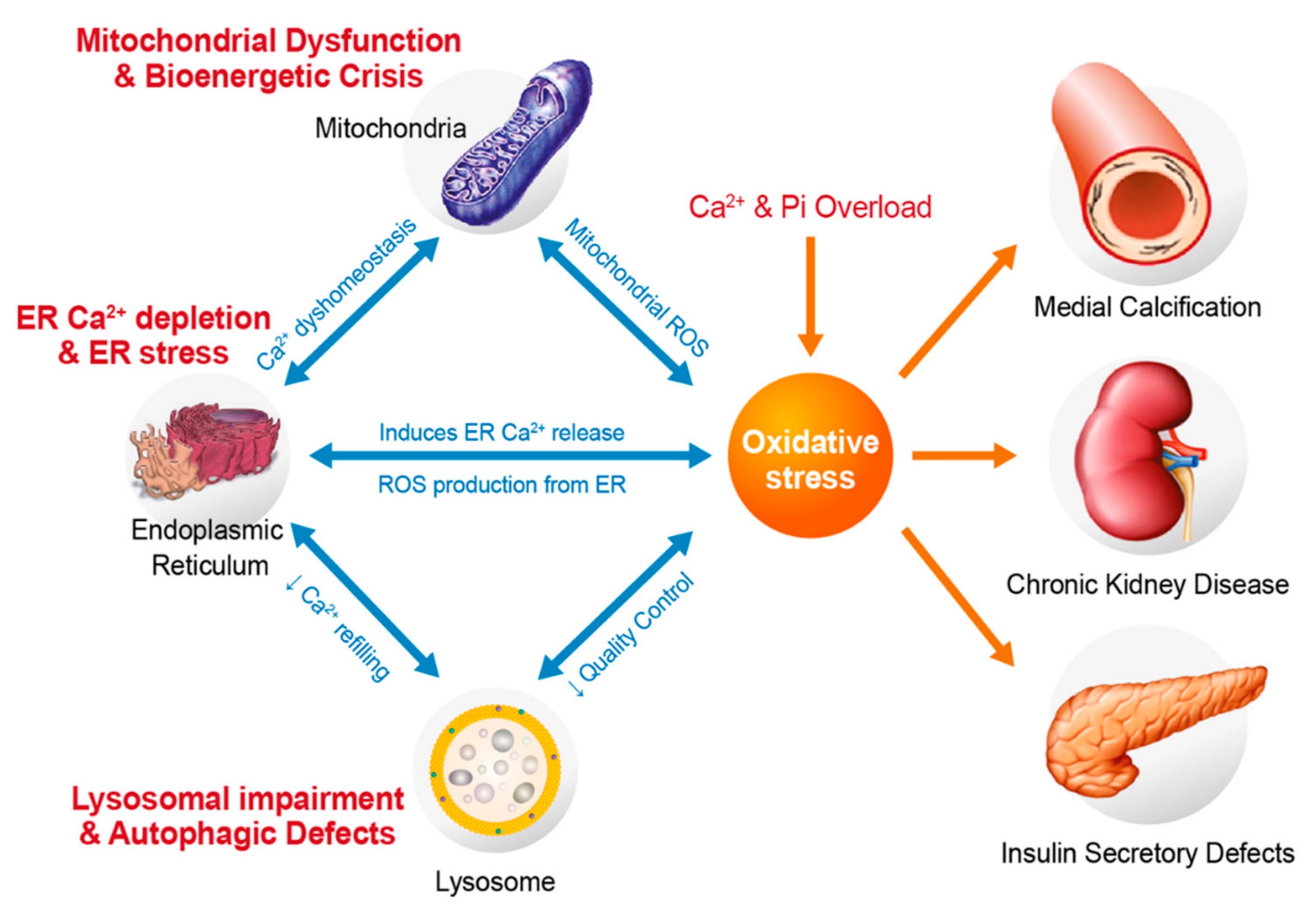 Antioxidants 11 00494 g004 Antioxidants 11 00494 g004