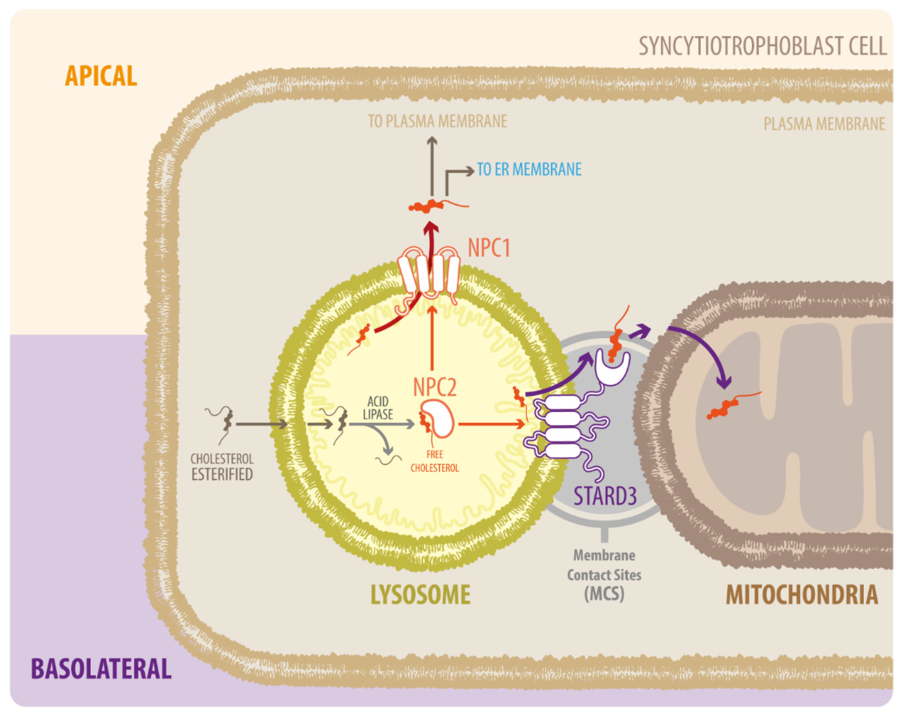 Antioxidants 11 00500 g001