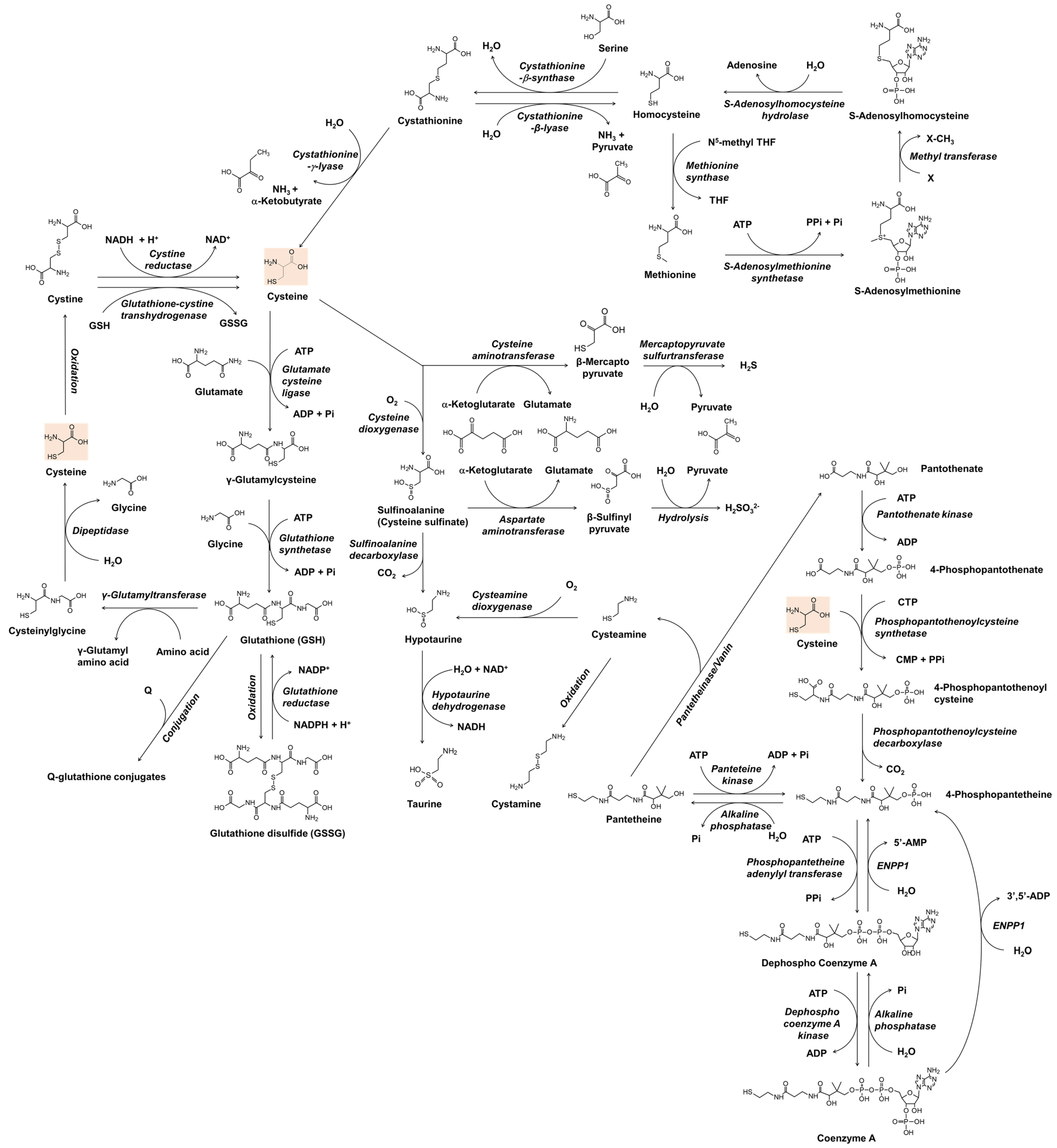 Antioxidants 11 00503 g001