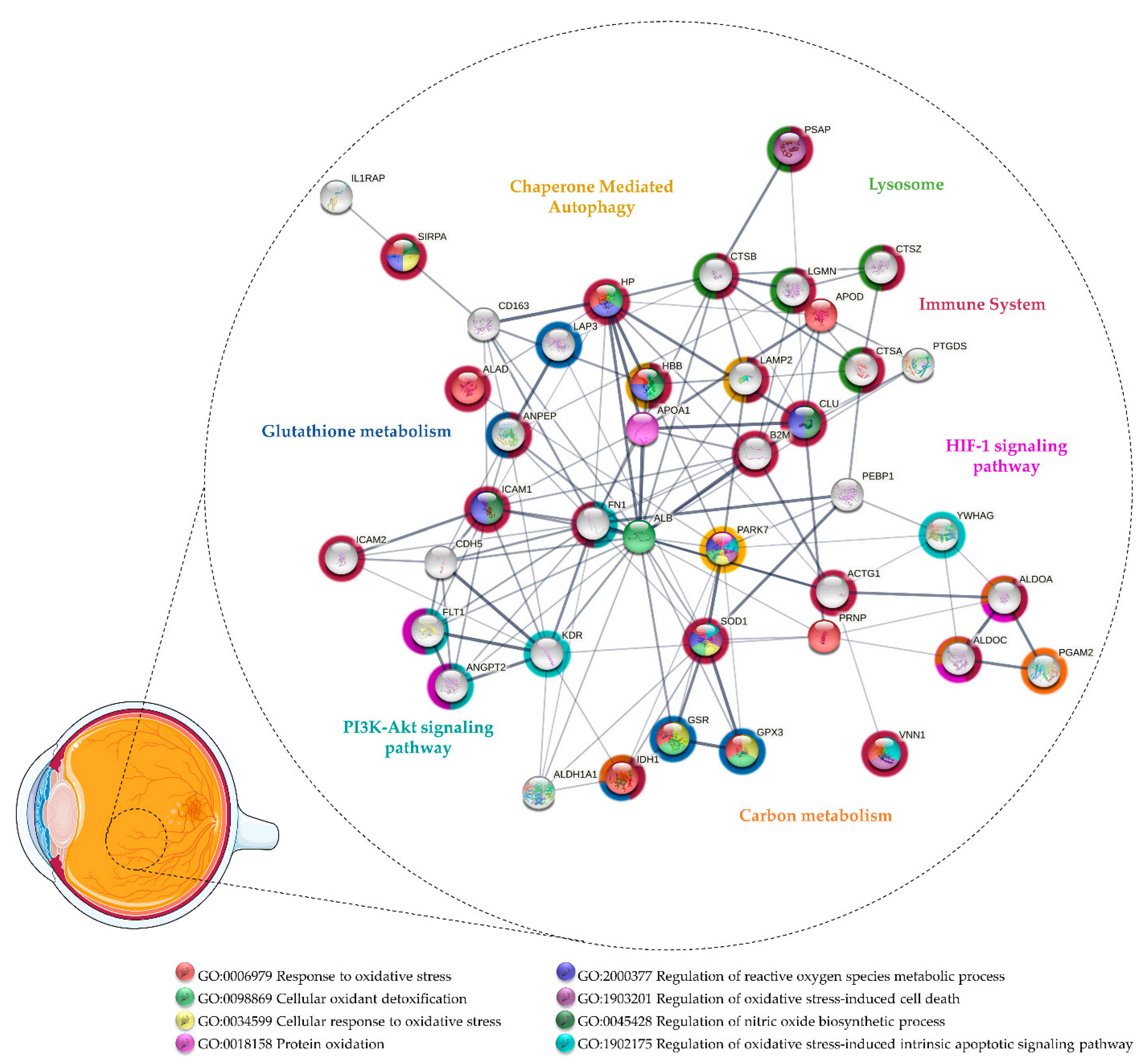 Antioxidants 11 00505 g002
