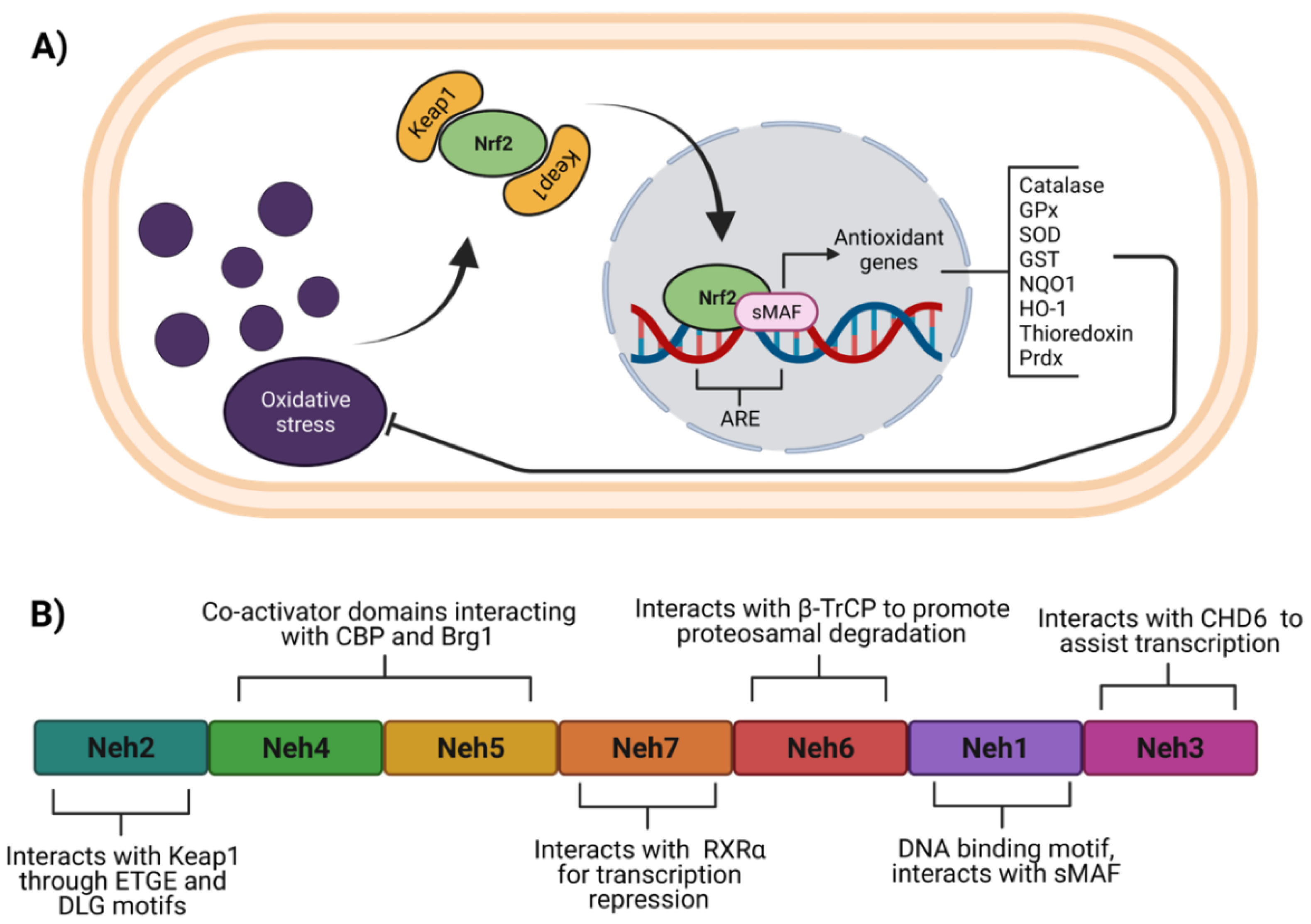 Antioxidants 11 00507 g001 Antioxidants 11 00507 g001