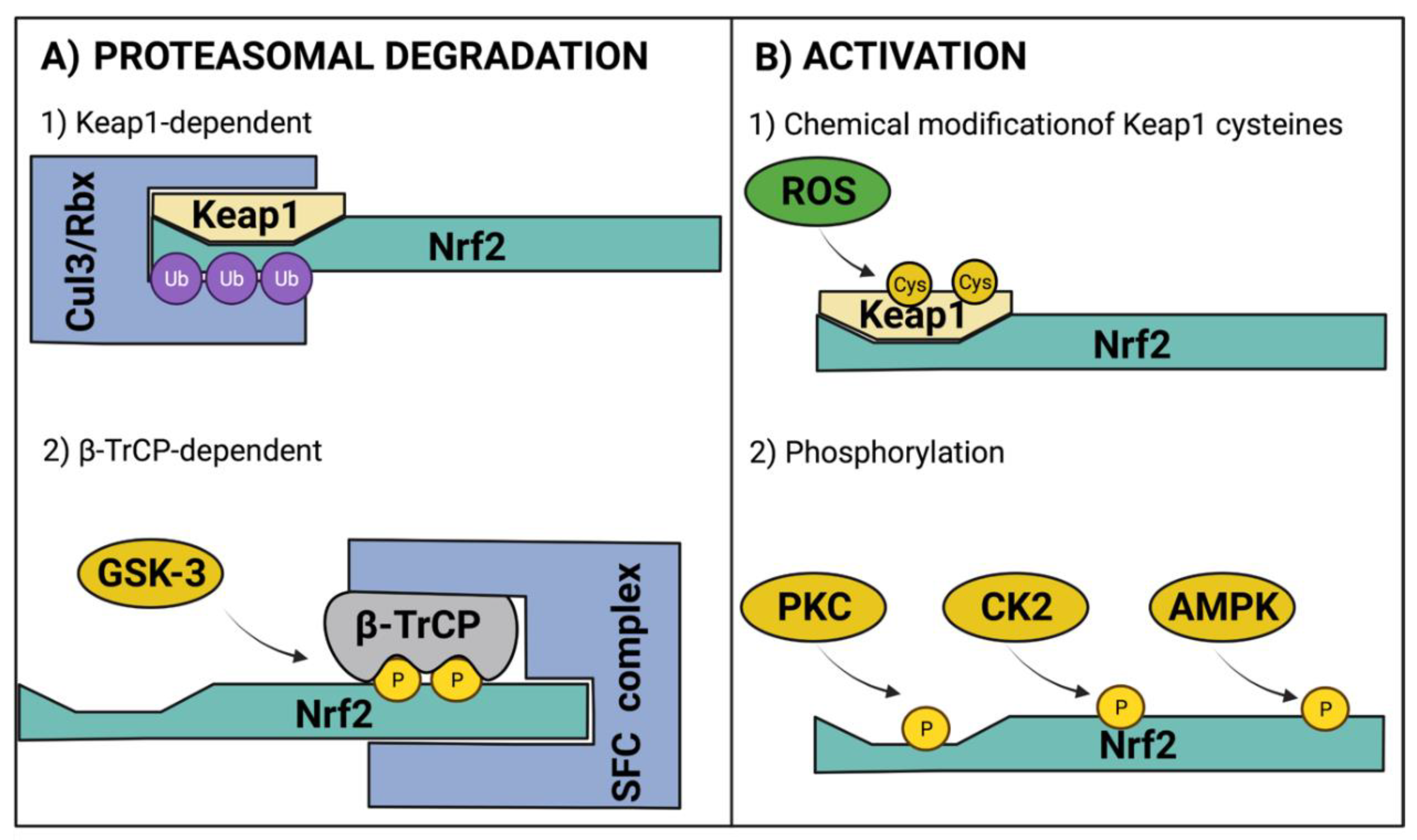 Antioxidants 11 00507 g002 Antioxidants 11 00507 g002