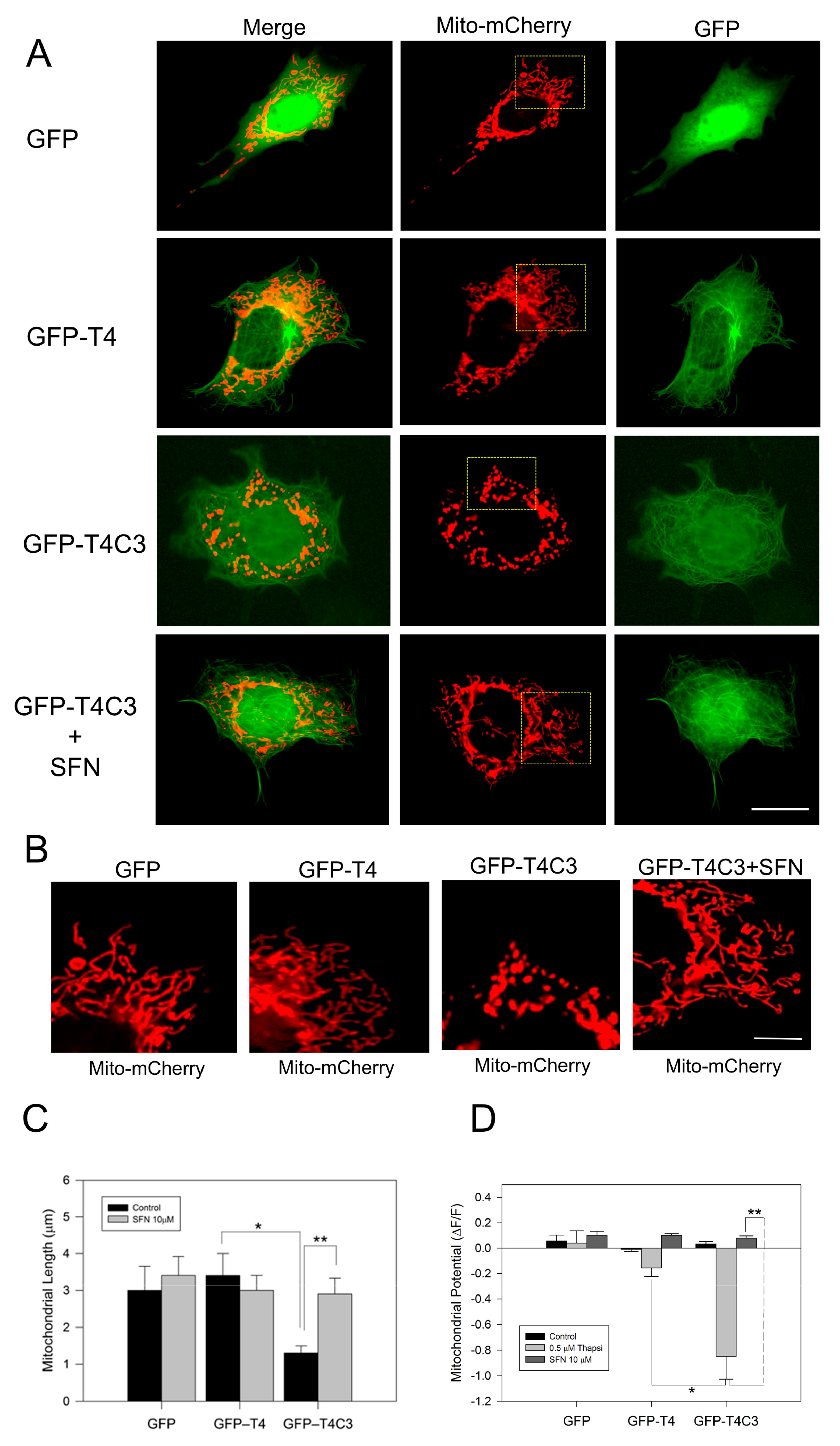 Antioxidants 11 00515 g001