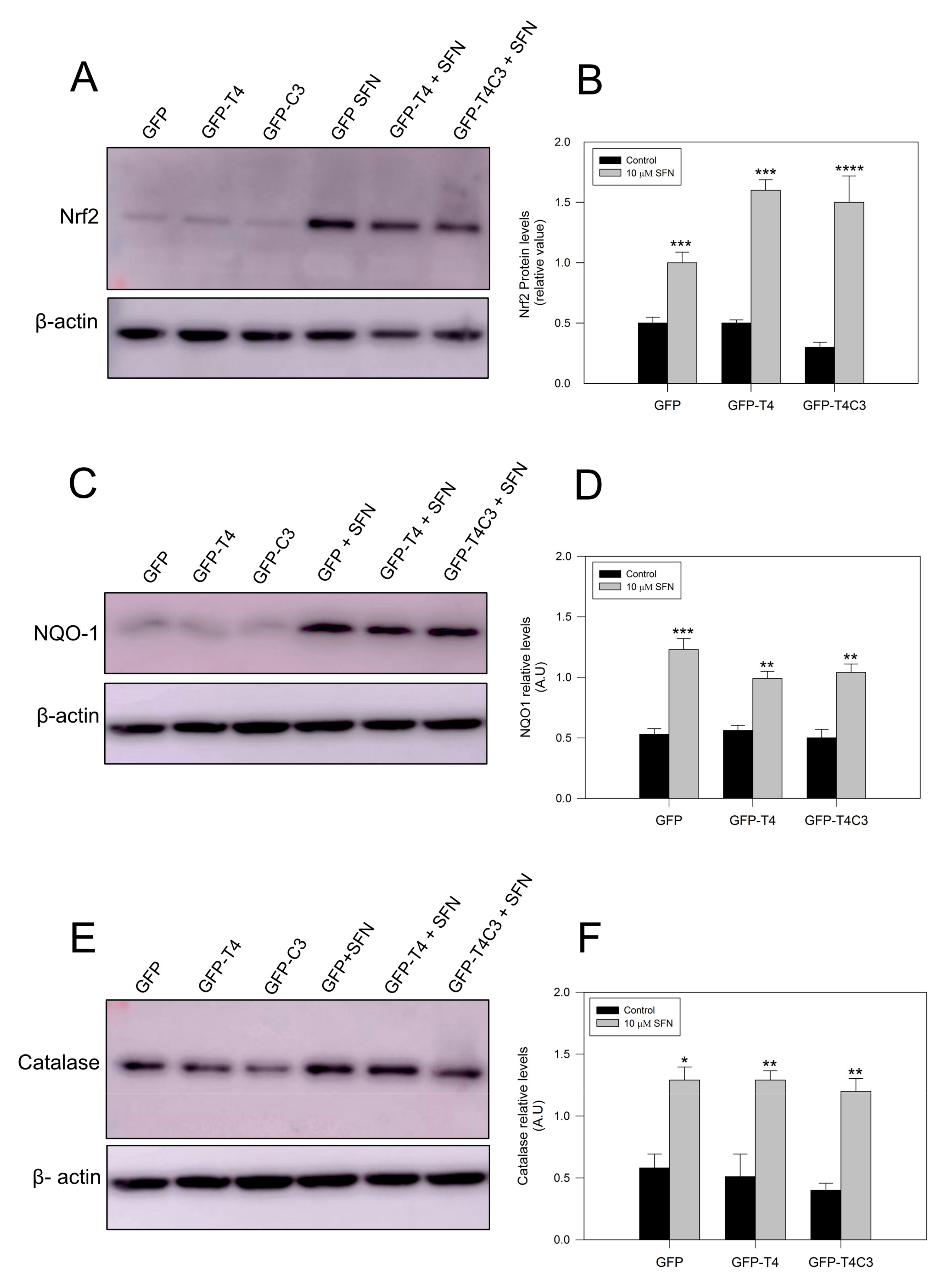 Antioxidants 11 00515 g005