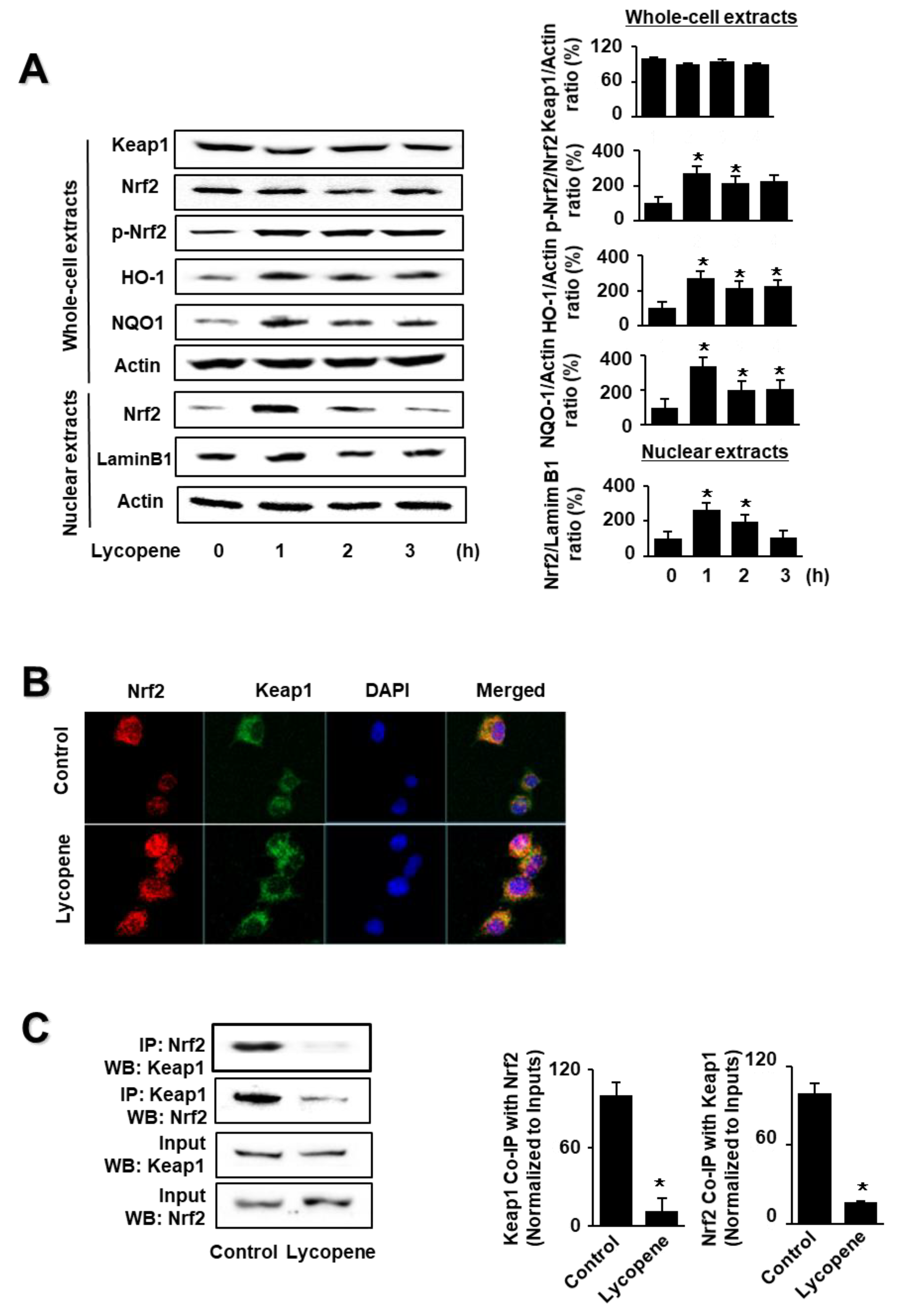 Antioxidants 11 00519 g001