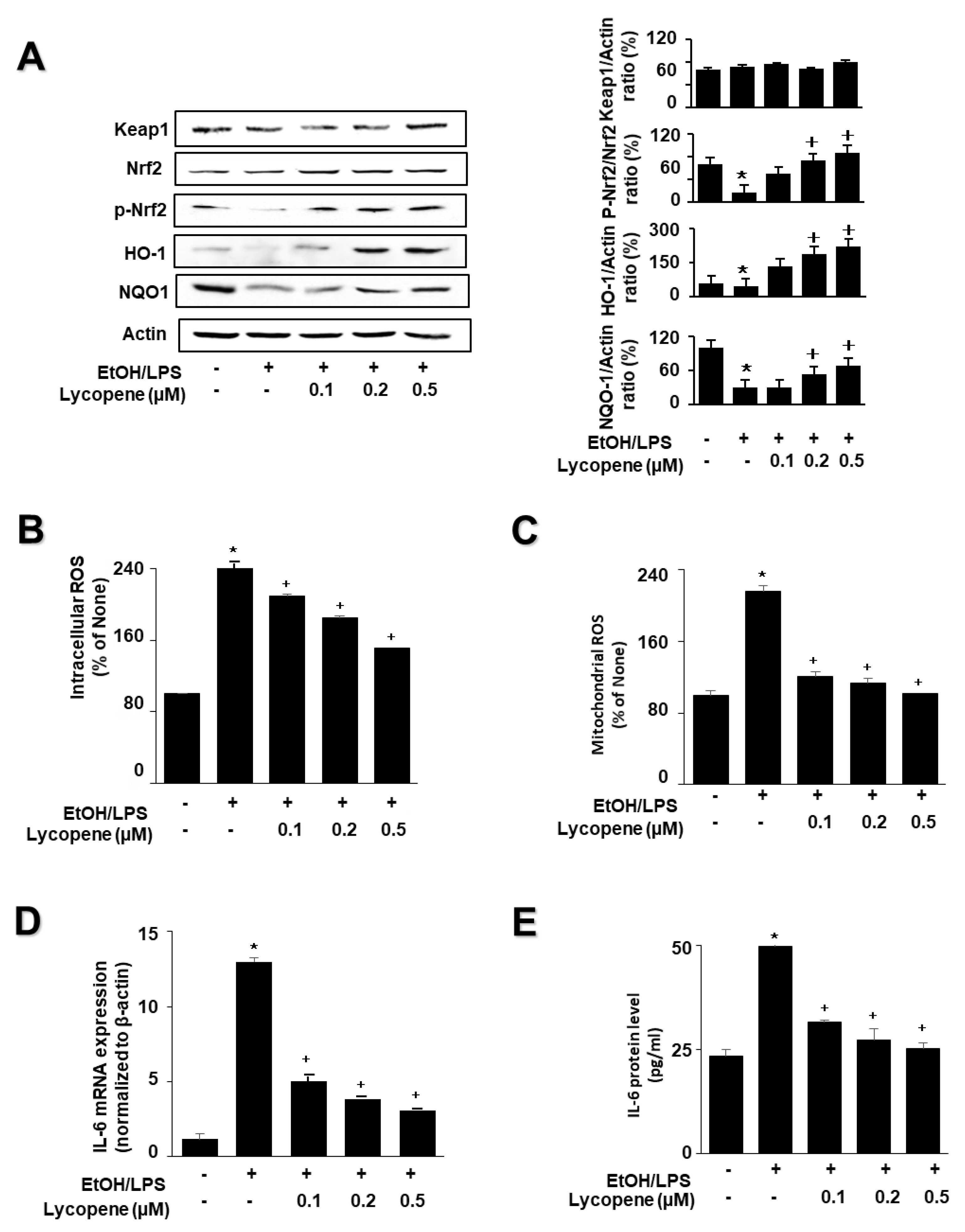 Antioxidants 11 00519 g003