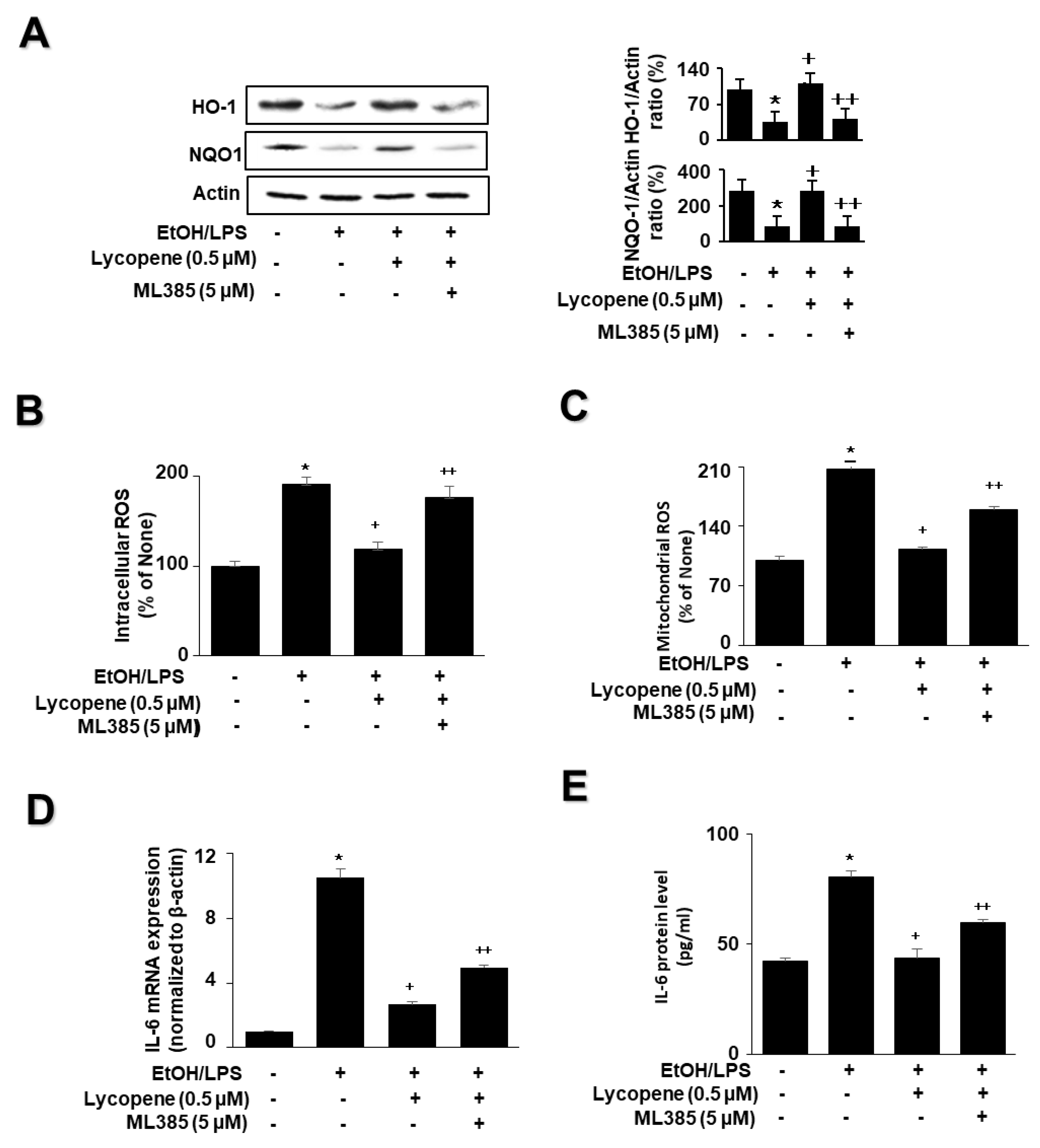 Antioxidants 11 00519 g005