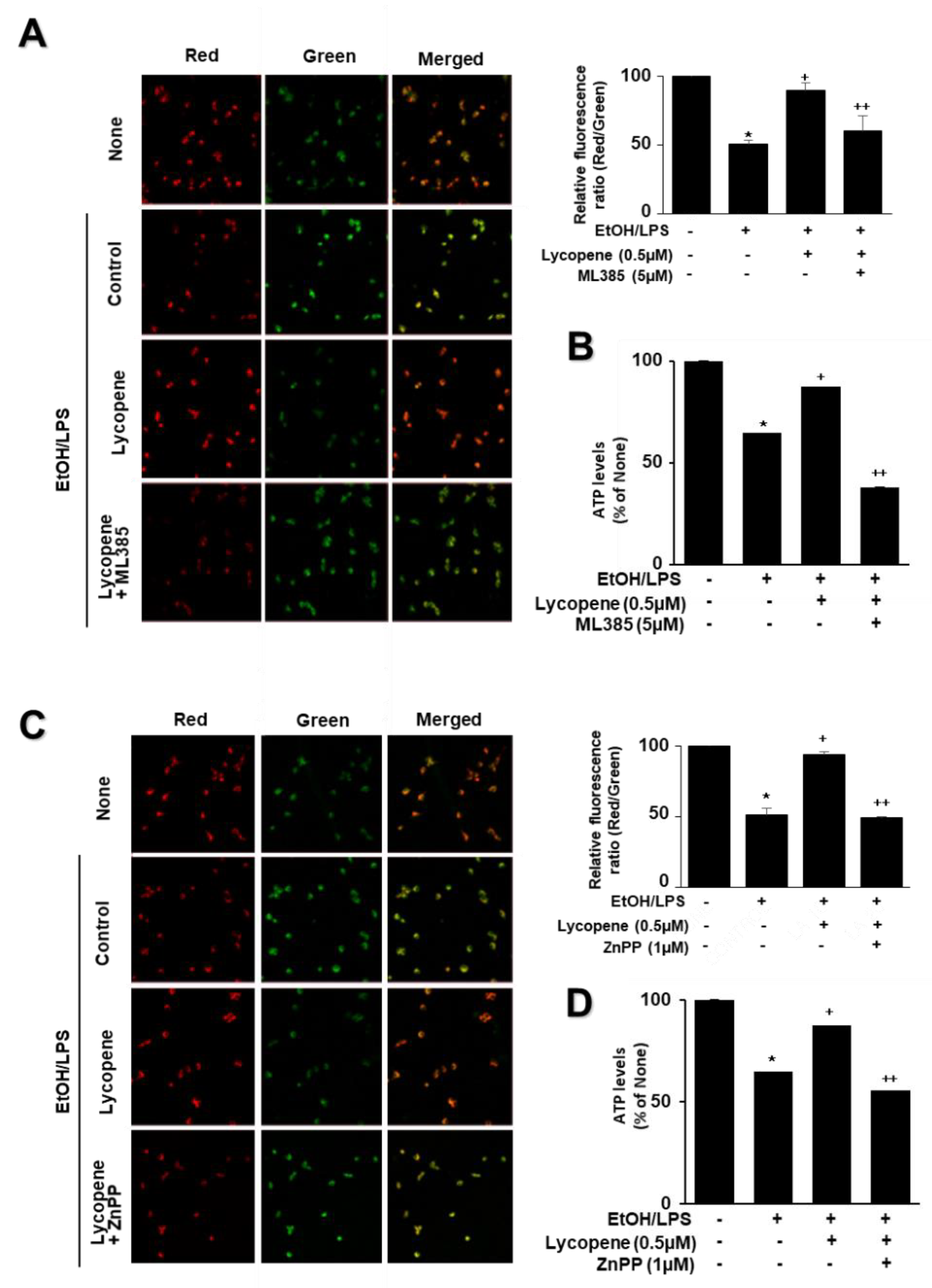 Antioxidants 11 00519 g007