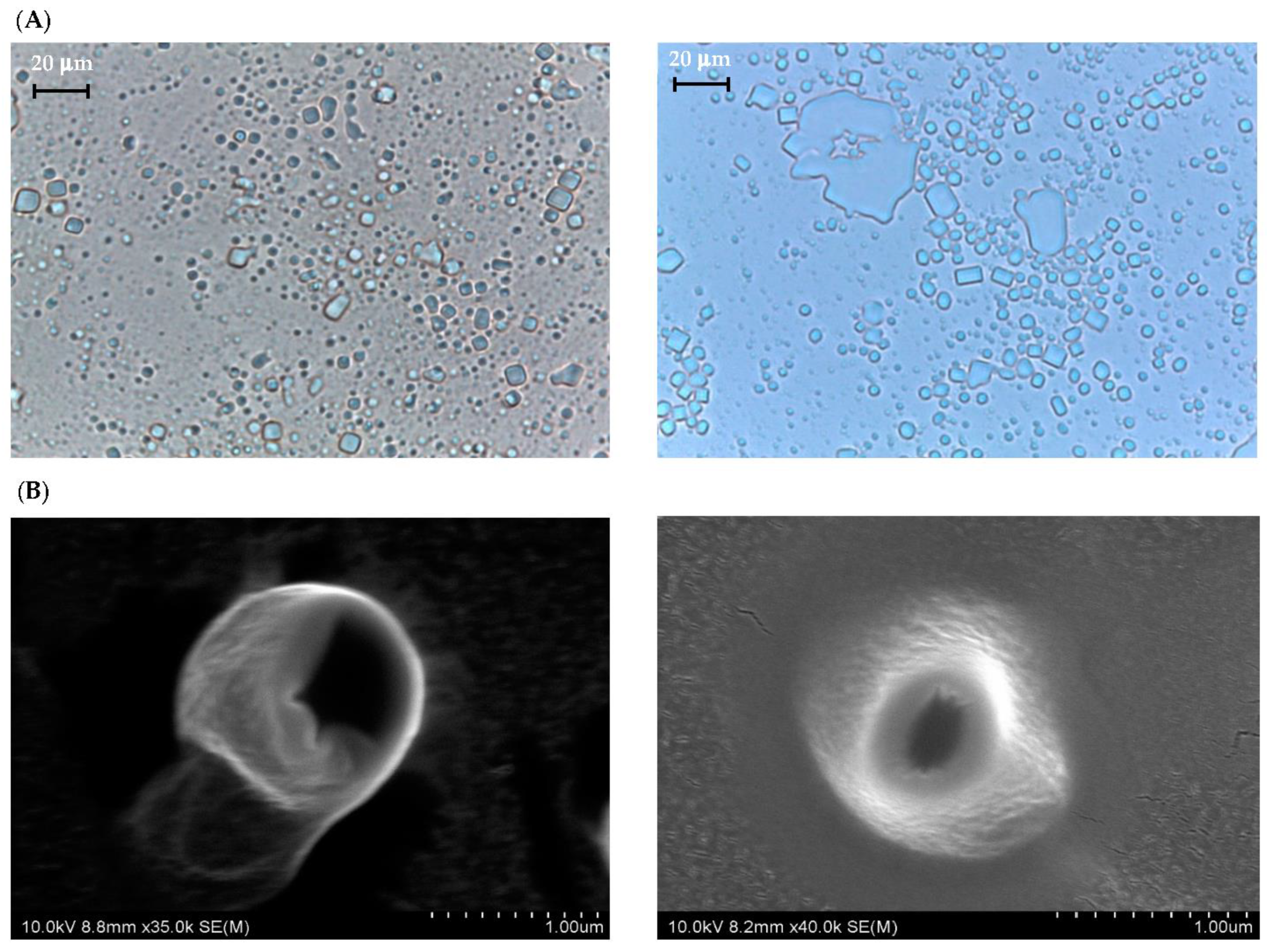 Antioxidants 11 00520 g001