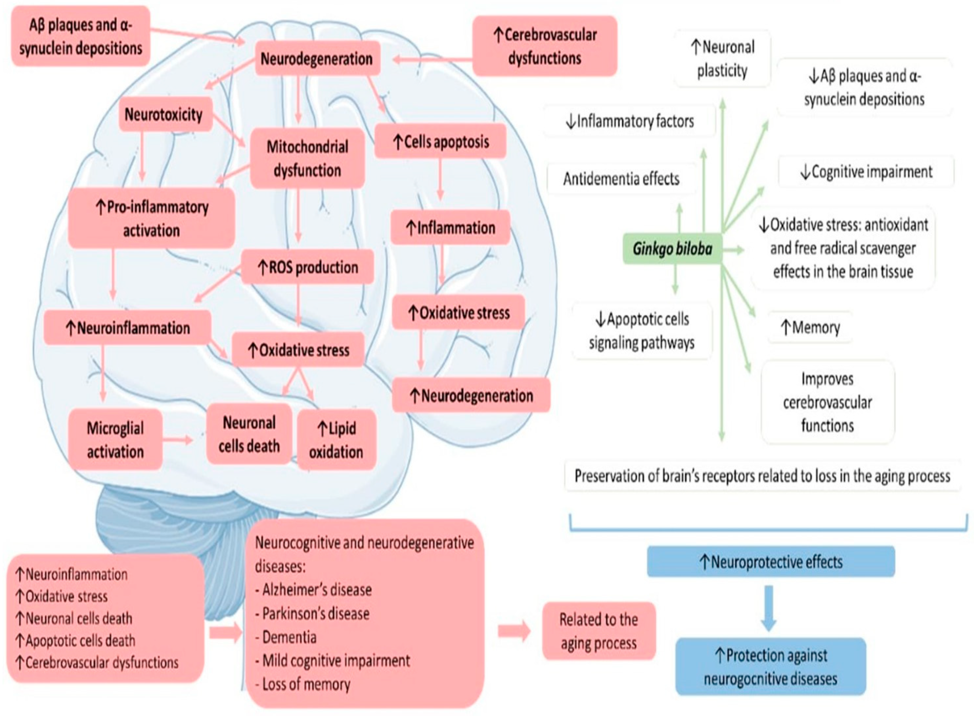 Antioxidants 11 00525 g003 Antioxidants 11 00525 g003