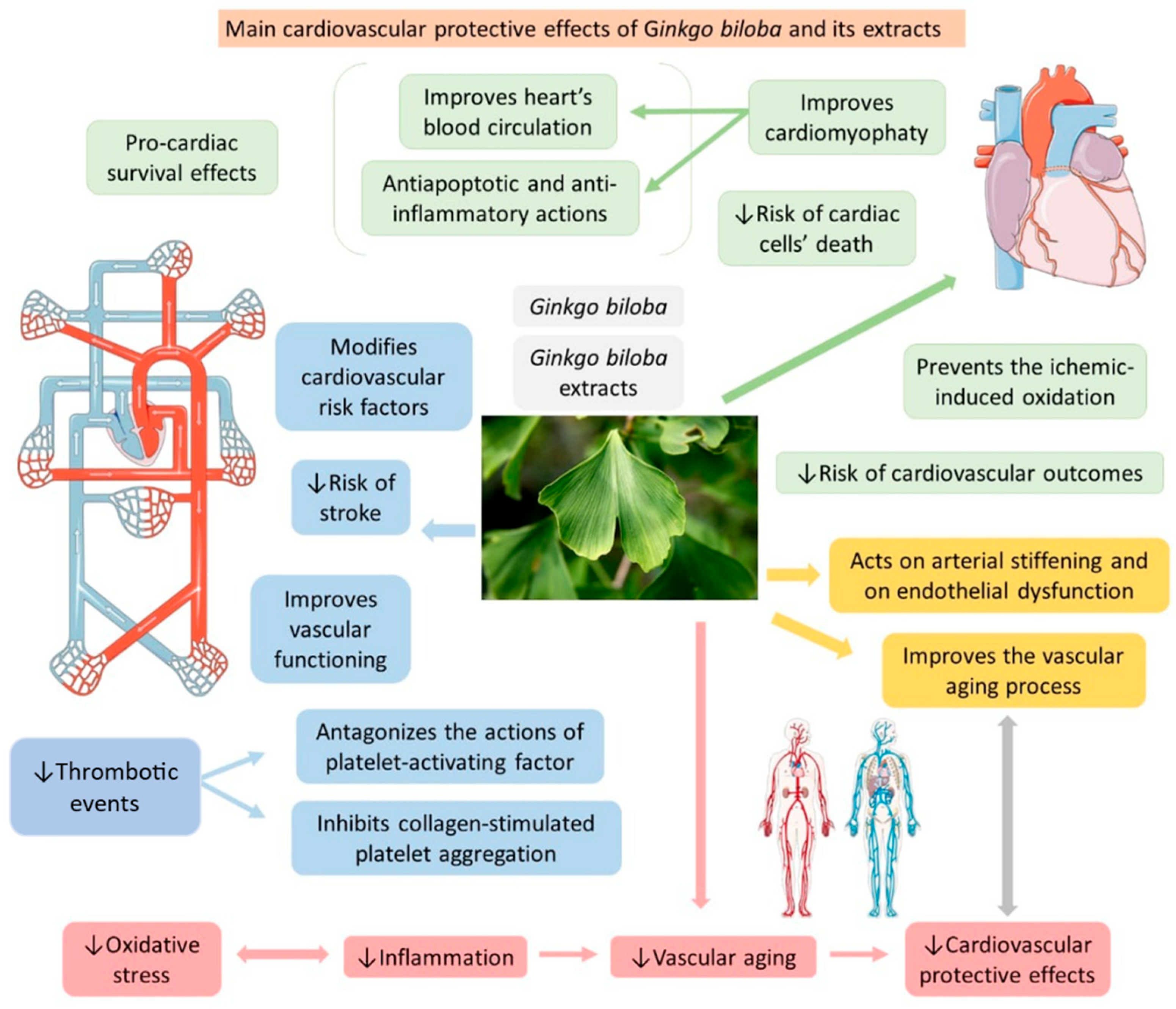 Antioxidants 11 00525 g005 Antioxidants 11 00525 g005