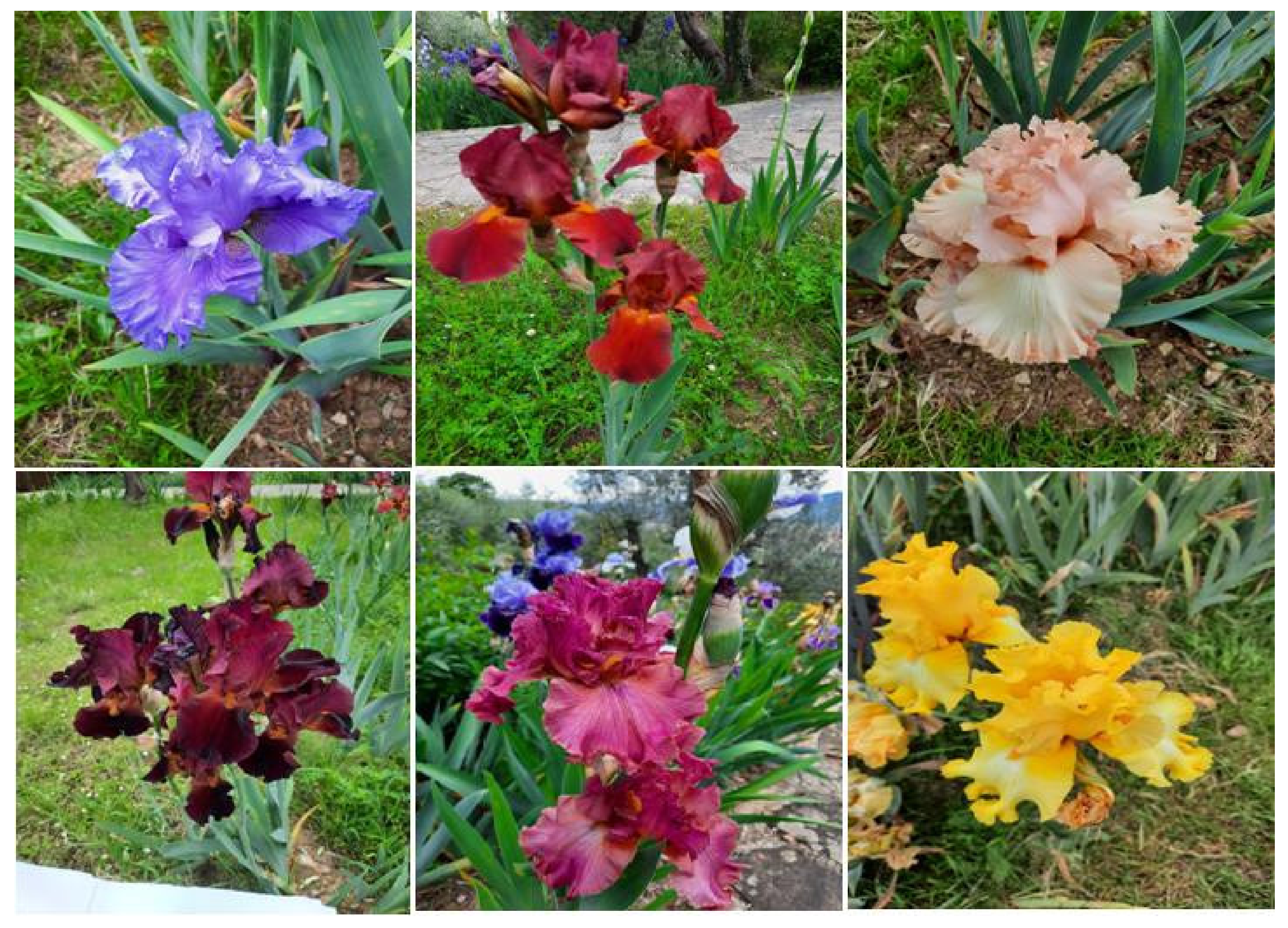 Antioxidants 11 00526 g001