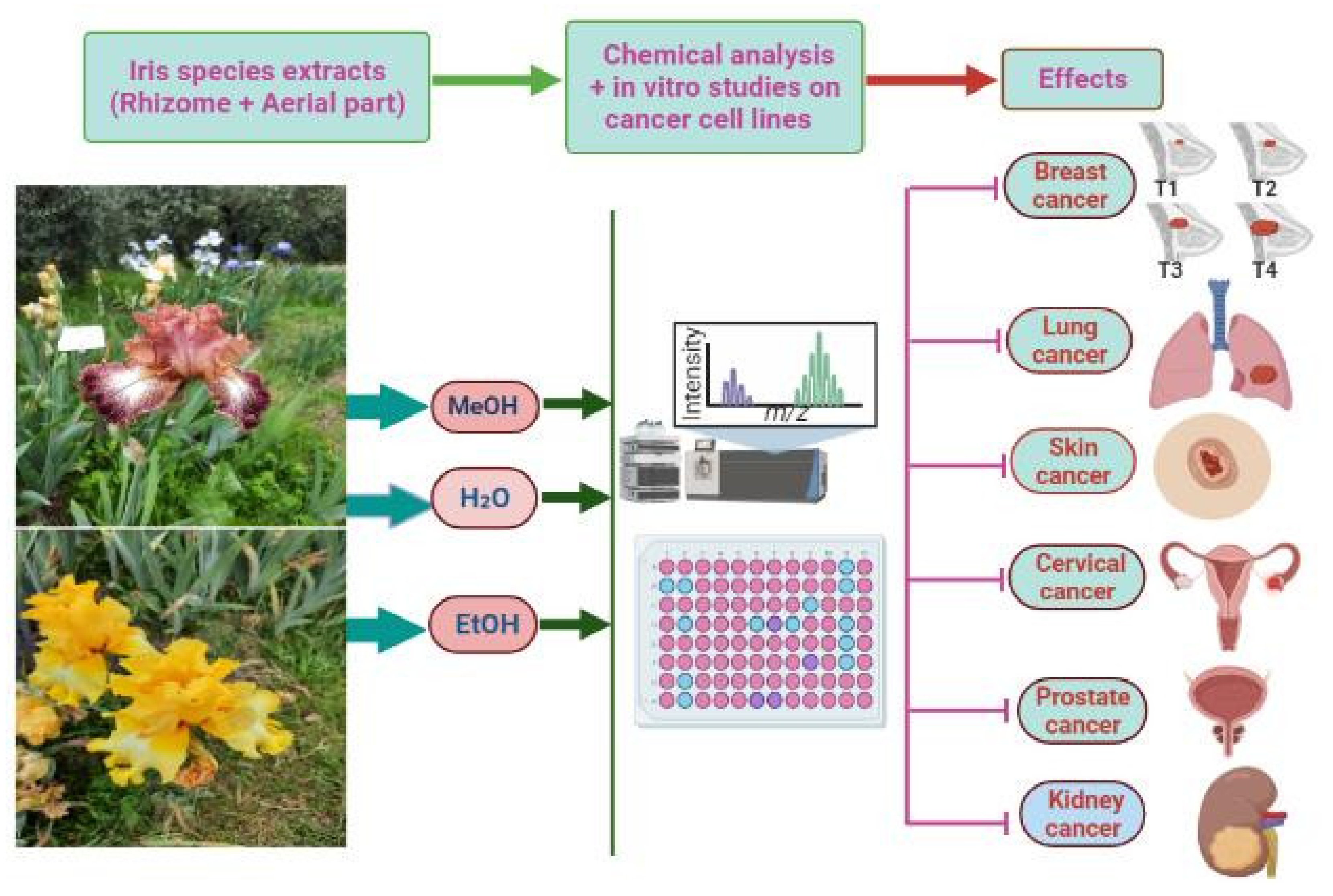 Antioxidants 11 00526 g003