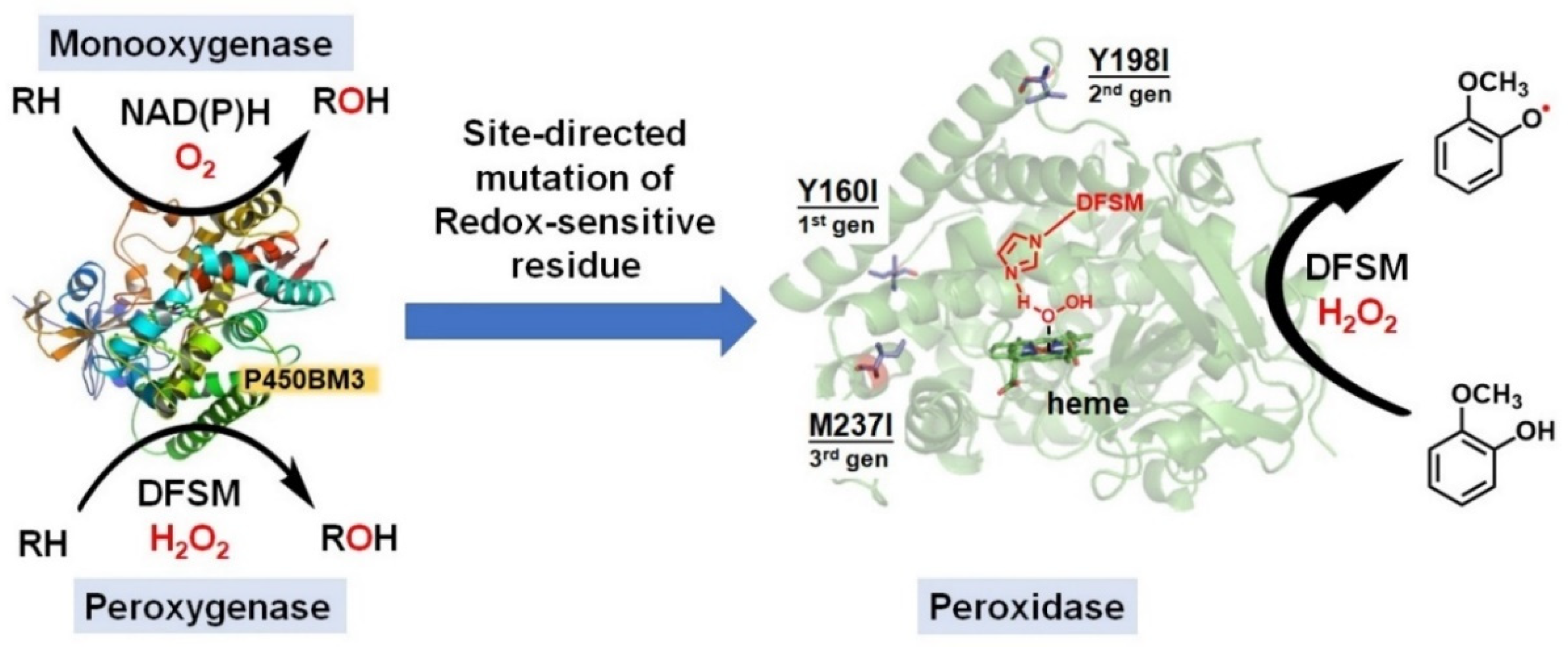 Antioxidants 11 00529 g007
