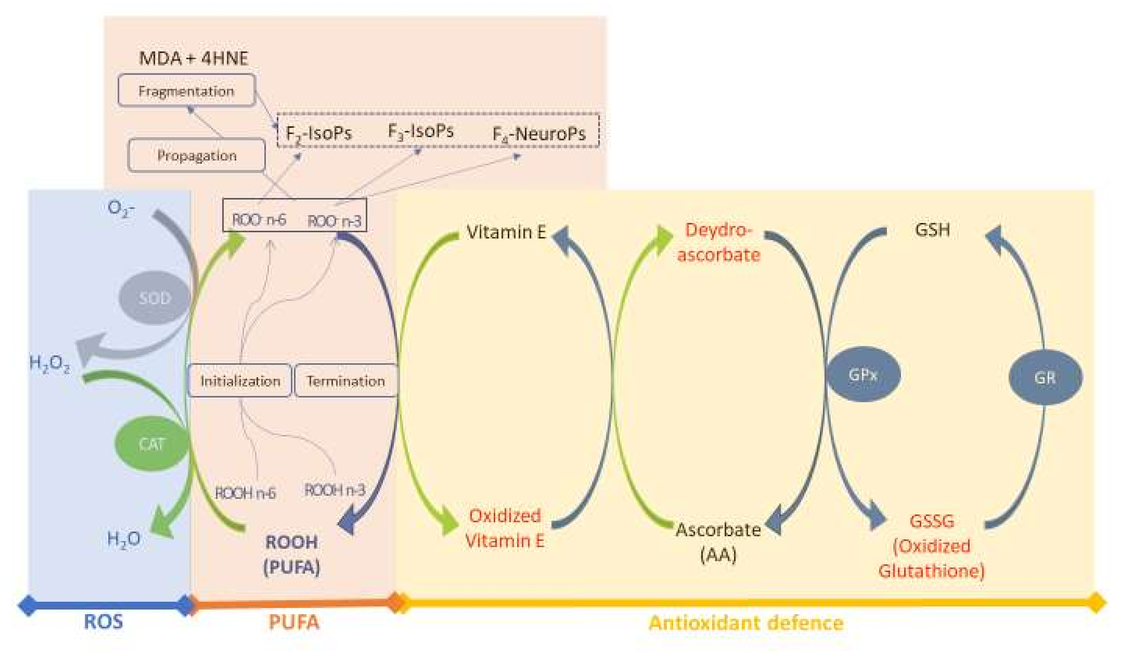 Antioxidants 11 00531 g001