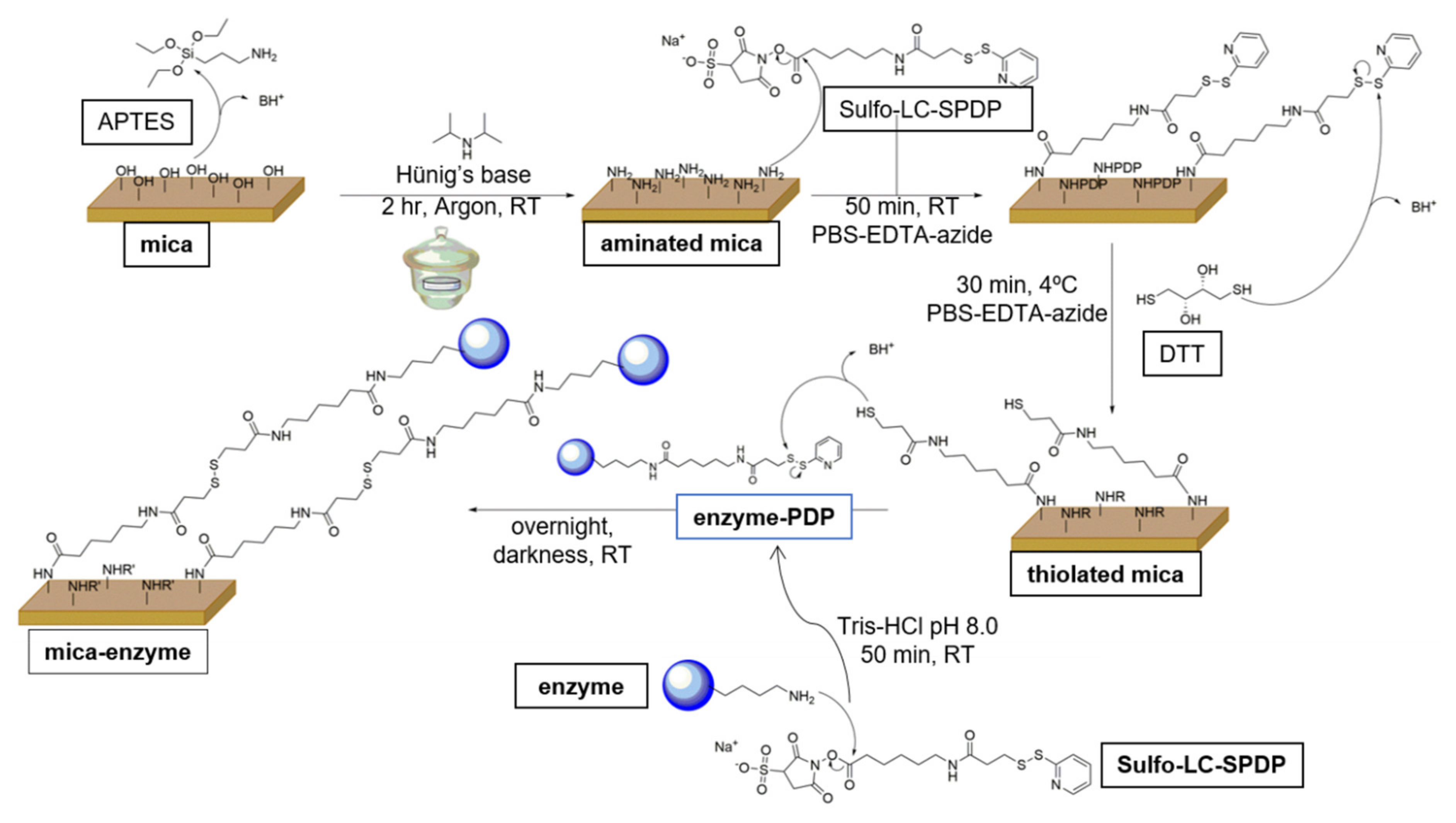 Antioxidants 11 00537 g002