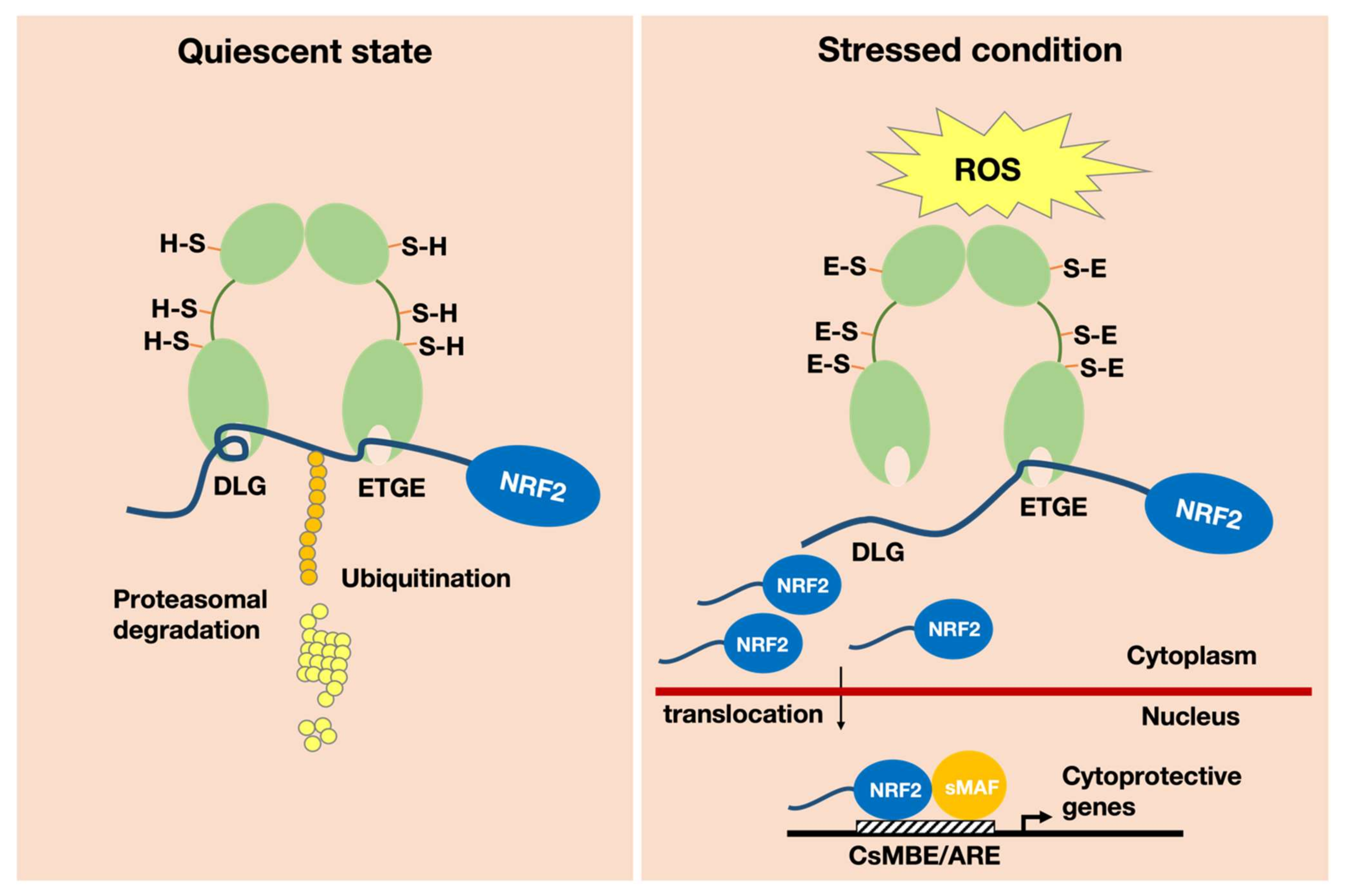 Antioxidants 11 00538 g001