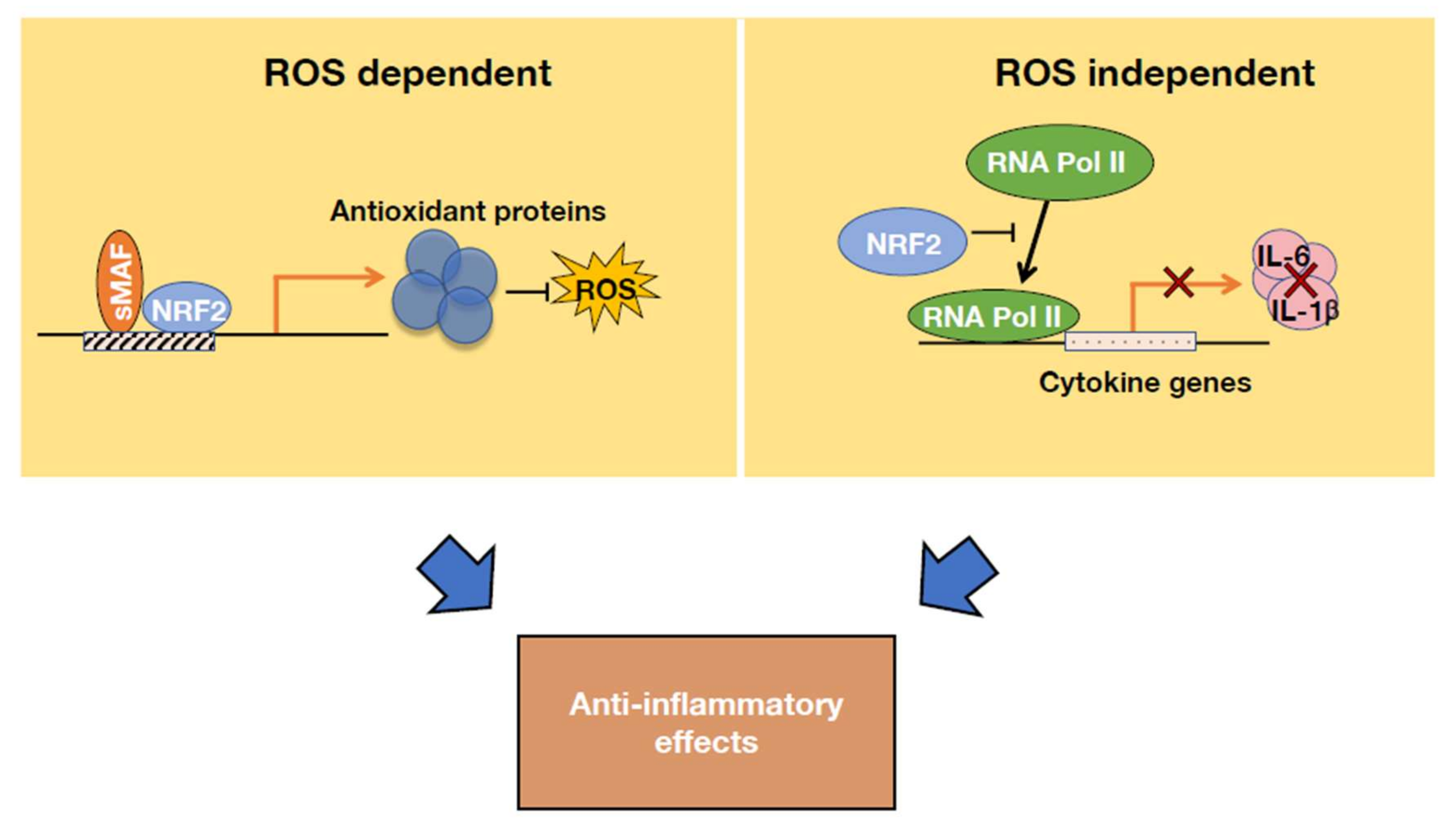 Antioxidants 11 00538 g007