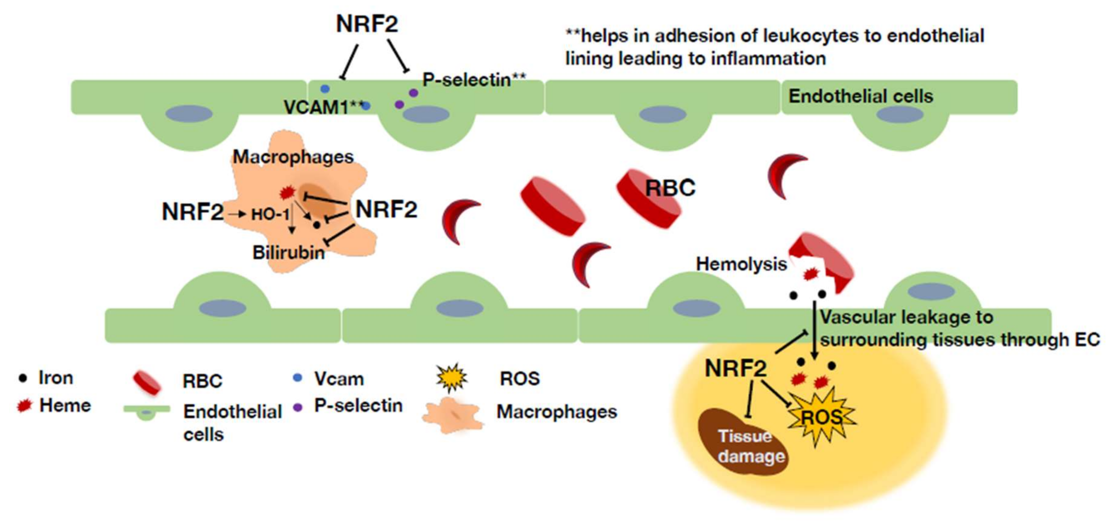 Antioxidants 11 00538 g008