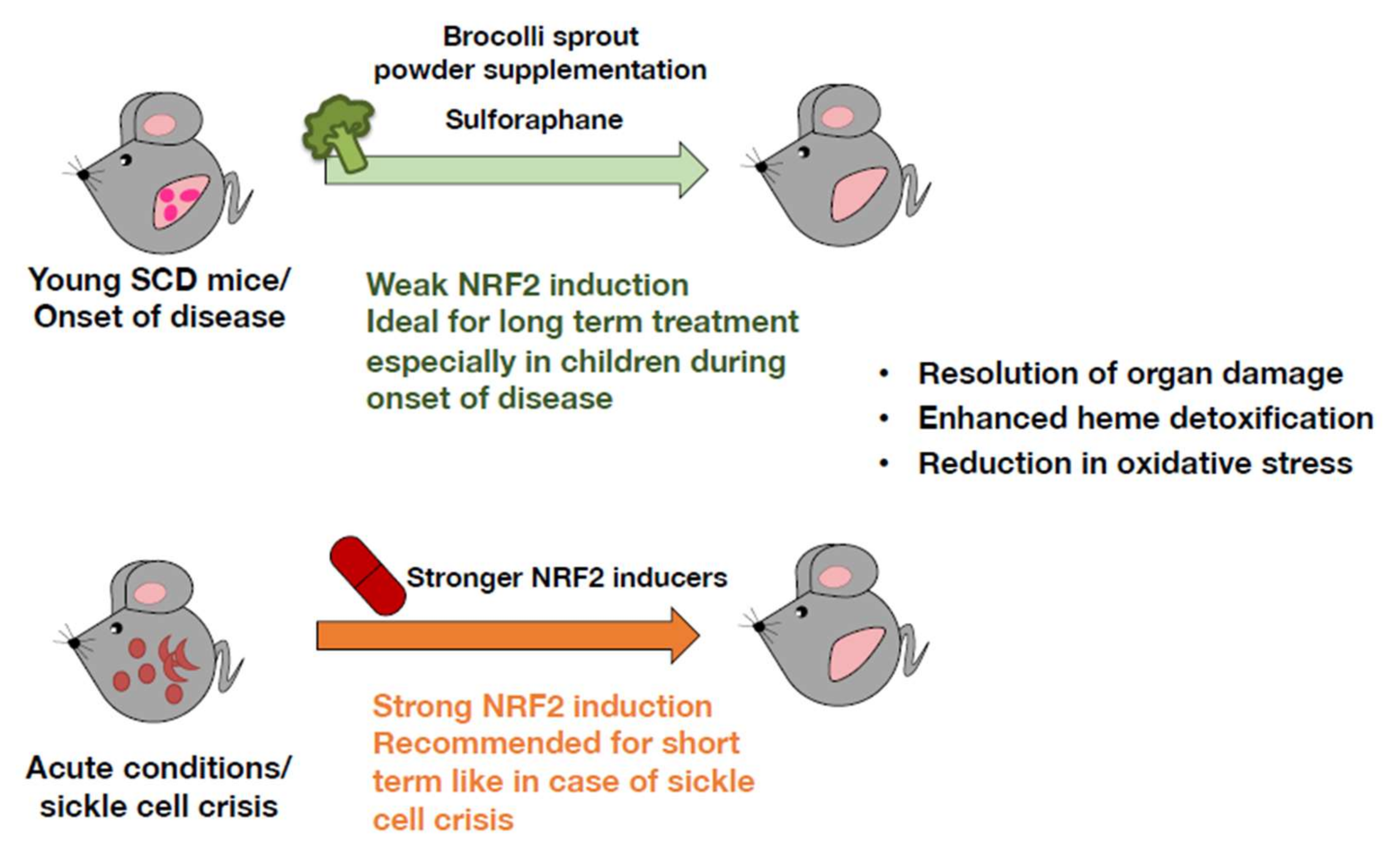 Antioxidants 11 00538 g009