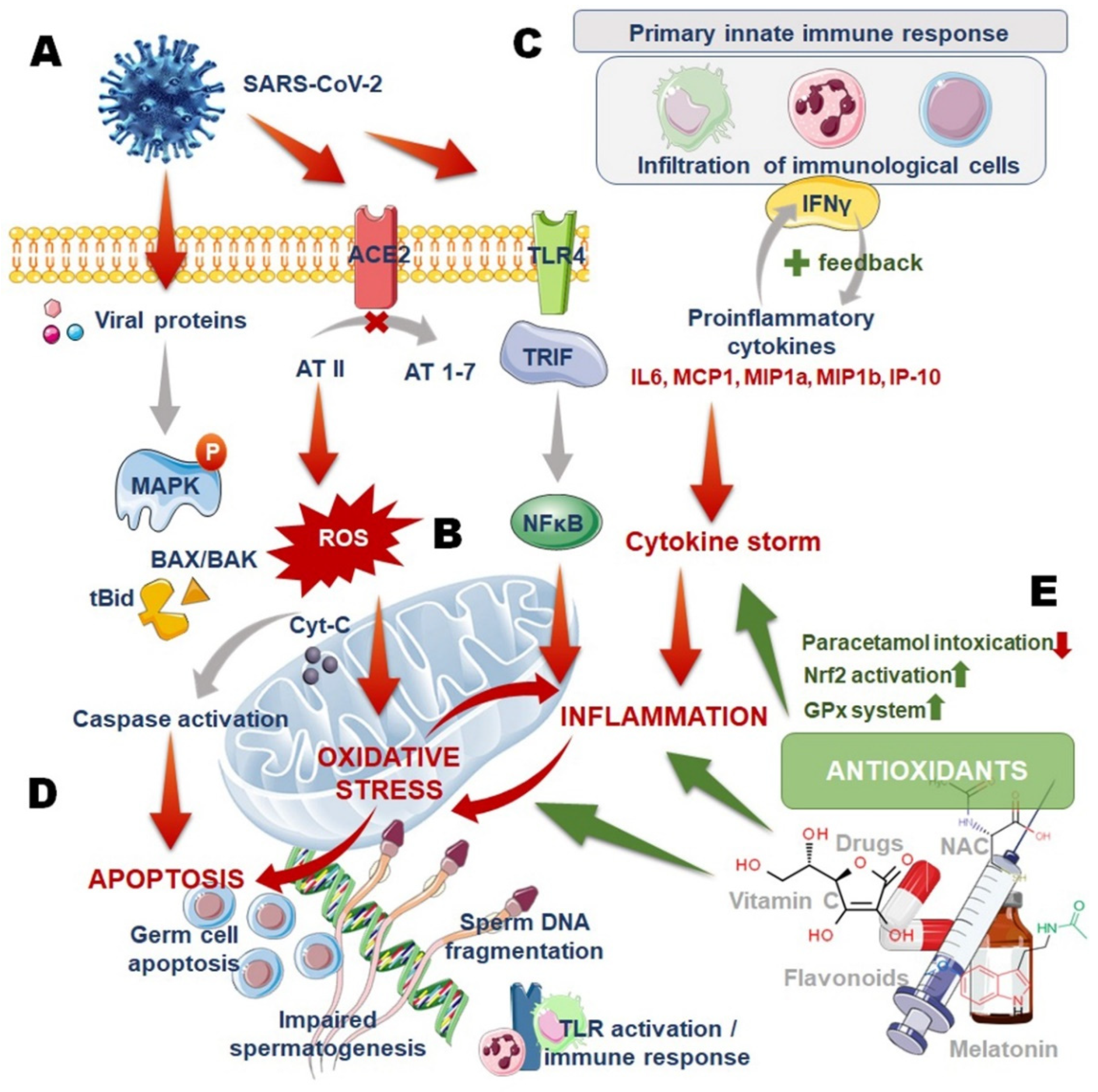 Antioxidants 11 00548 g001