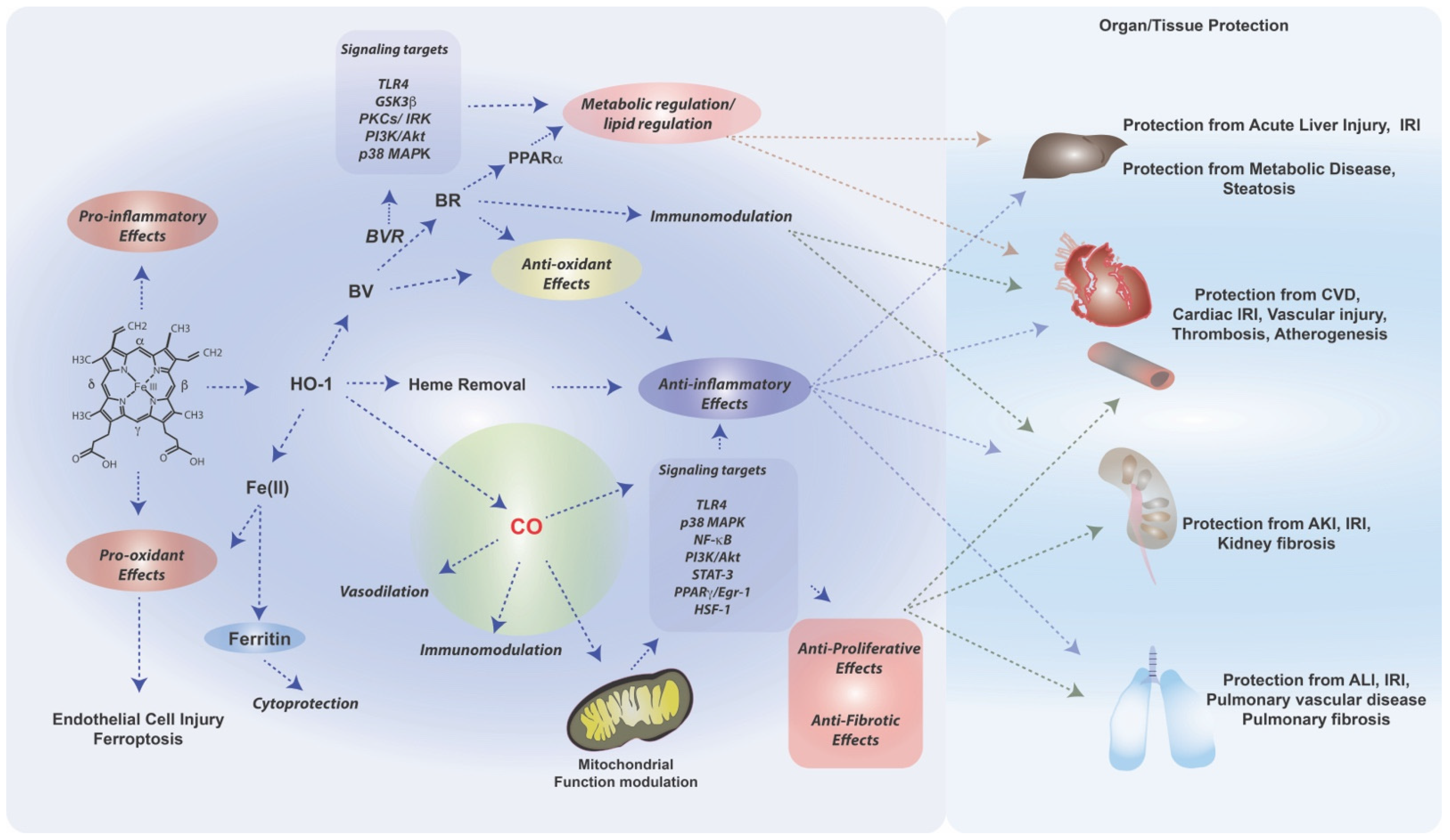Antioxidants 11 00555 g003