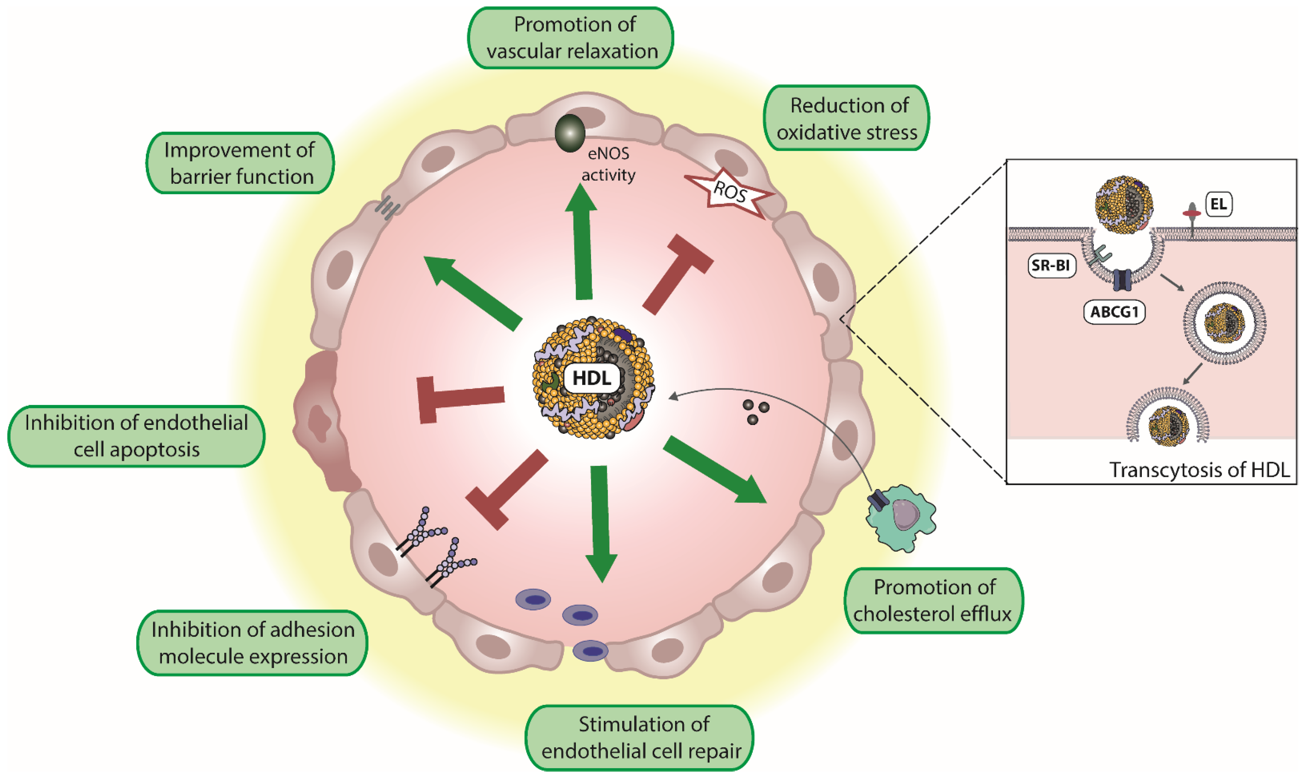 Antioxidants 11 00556 g001
