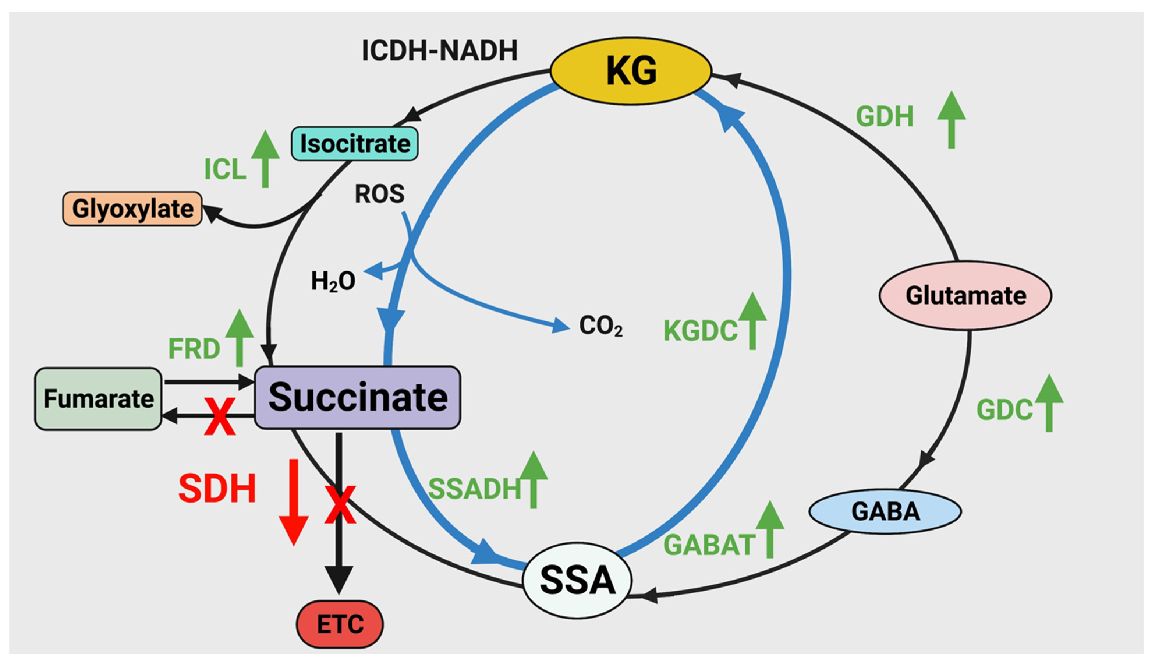 Antioxidants 11 00560 g005