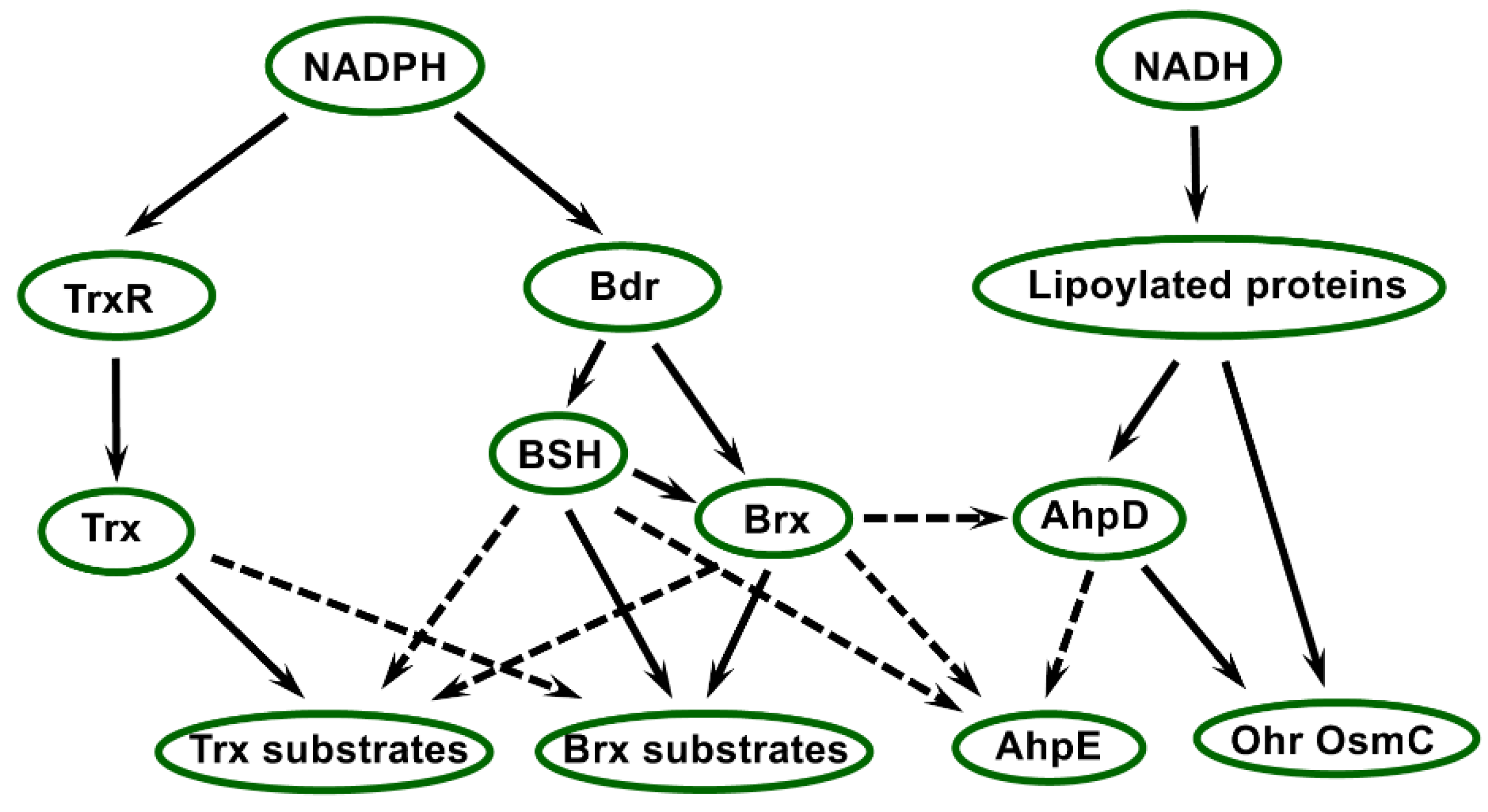 Antioxidants 11 00561 g005