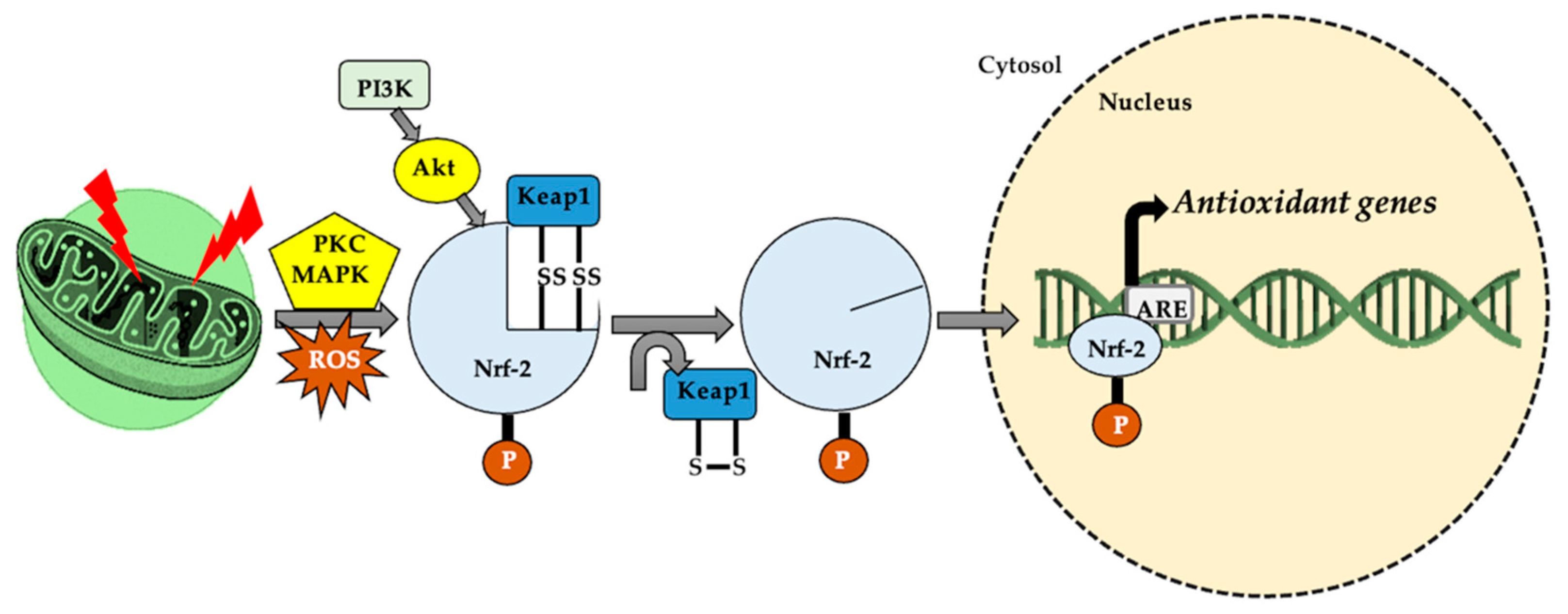 Antioxidants 11 00572 g004