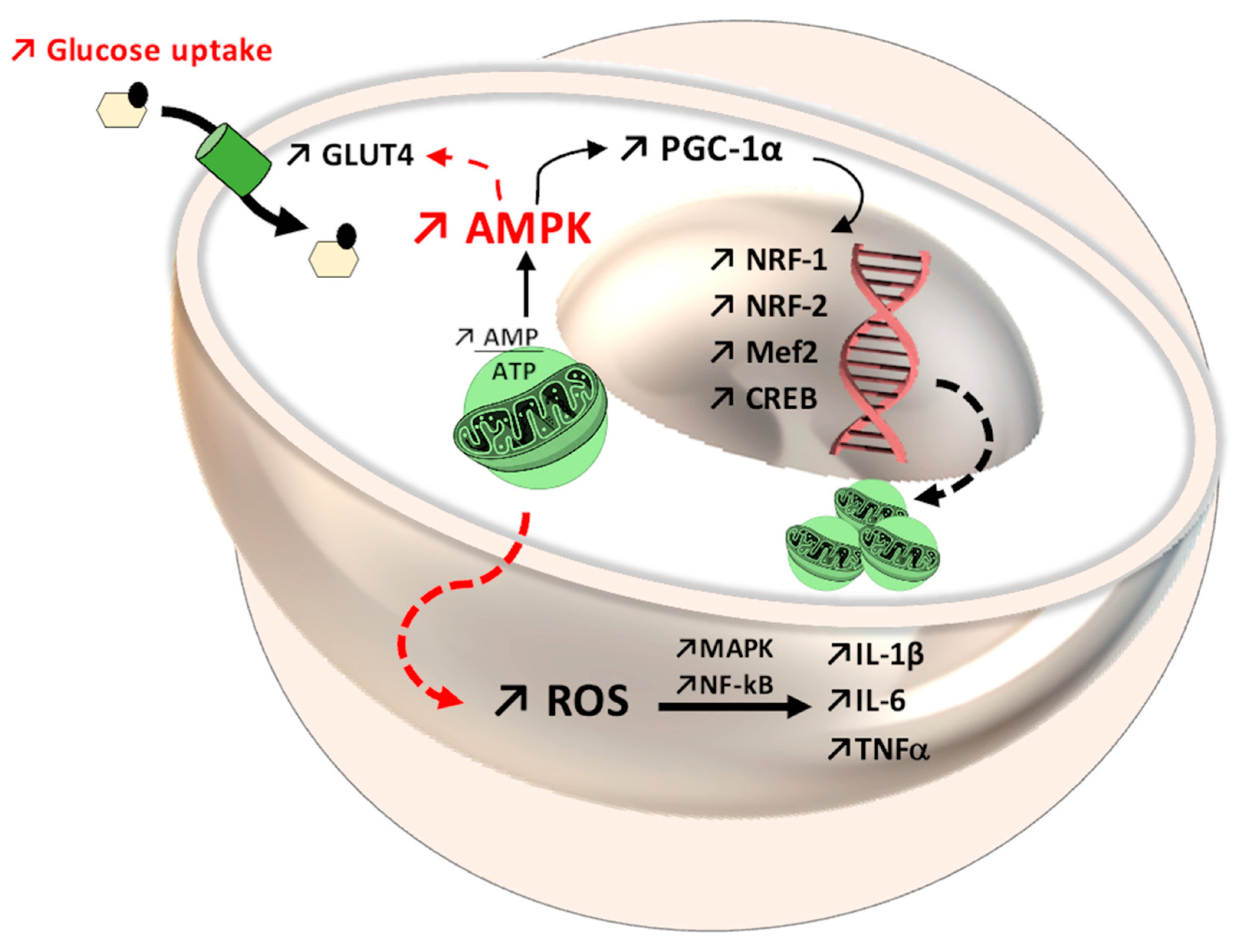 Antioxidants 11 00572 g005