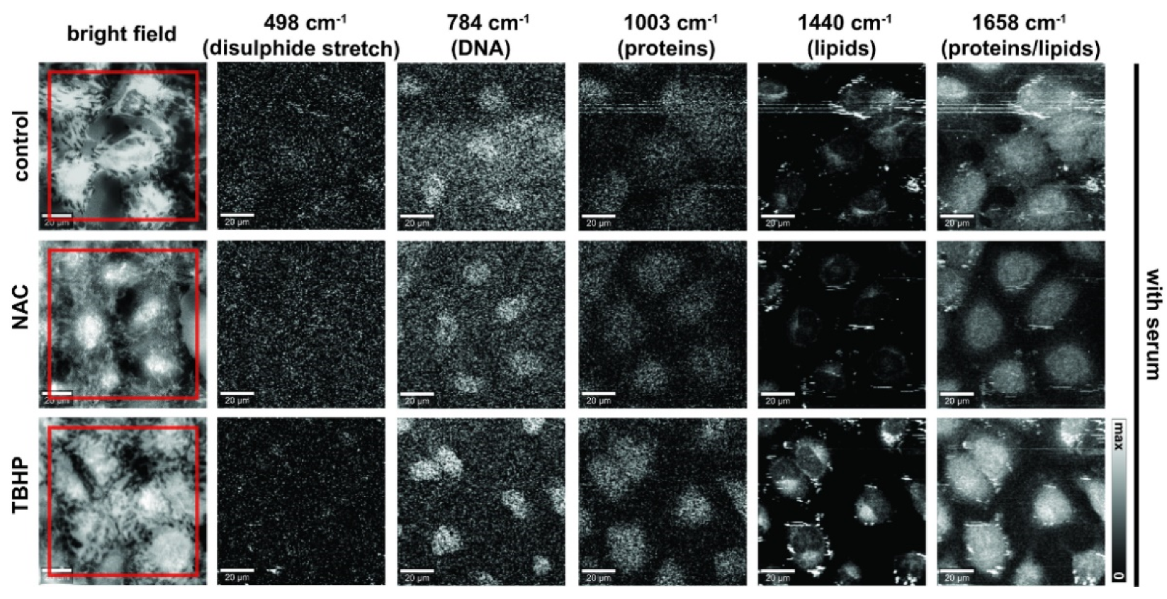 Antioxidants 11 00573 g003