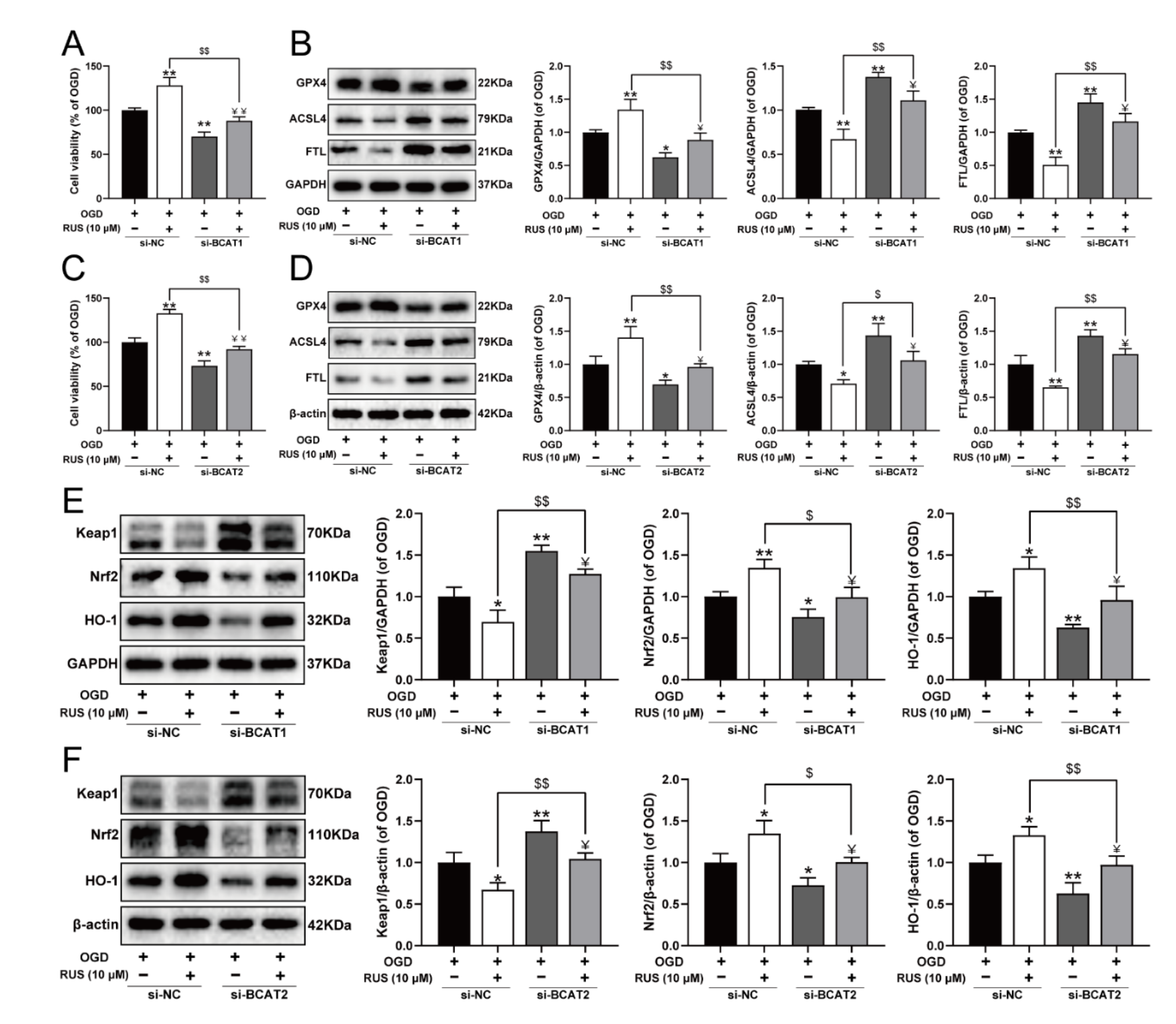 Antioxidants 11 00583 g008