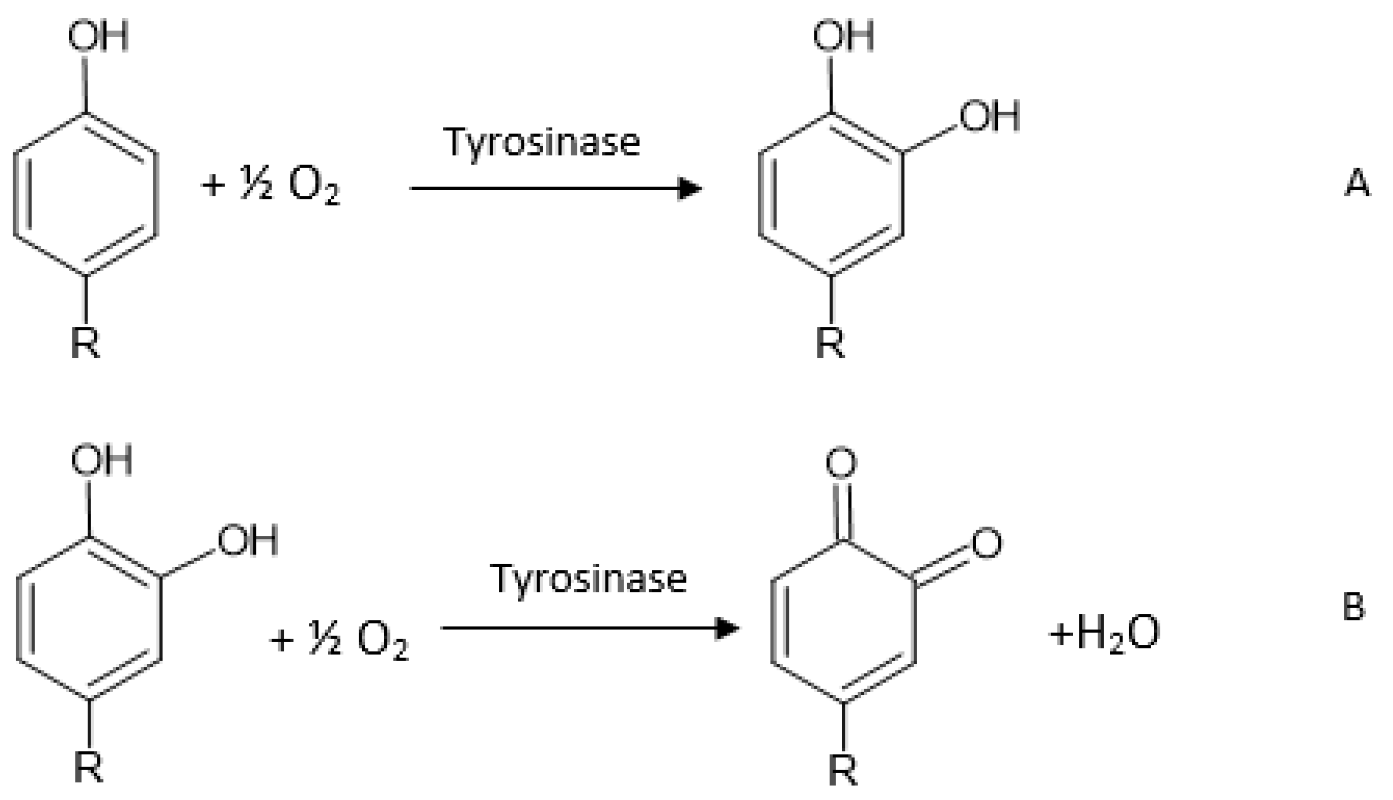 Antioxidants 11 00584 g003