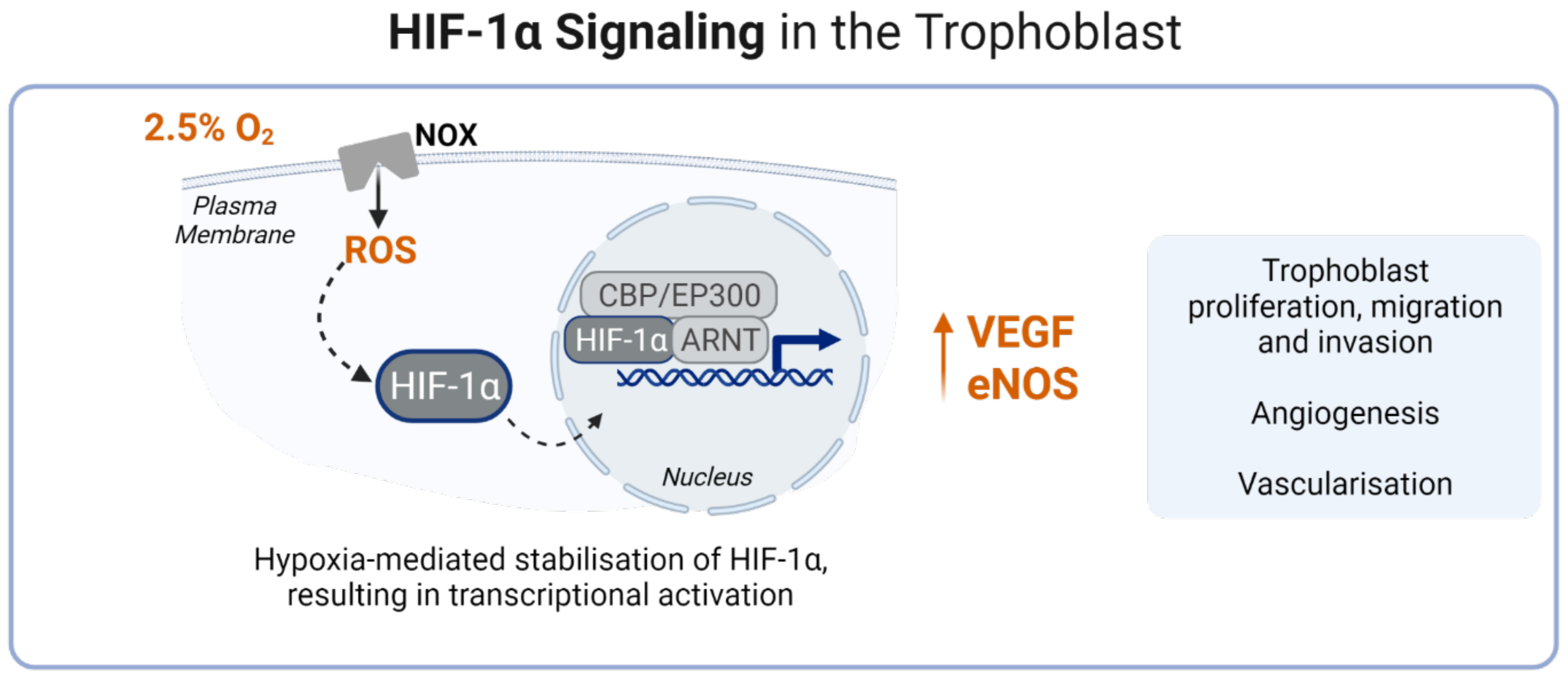 Antioxidants 11 00585 g001 Antioxidants 11 00585 g001