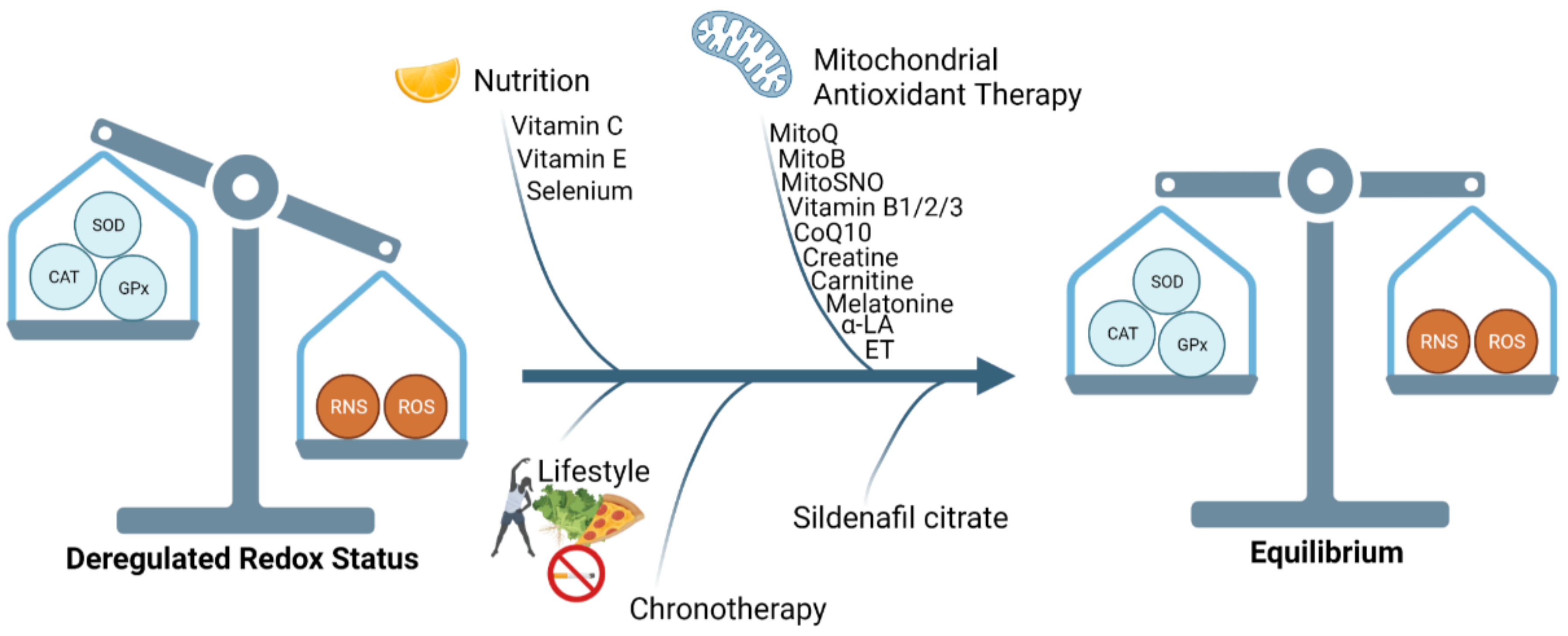Antioxidants 11 00585 g004 Antioxidants 11 00585 g004